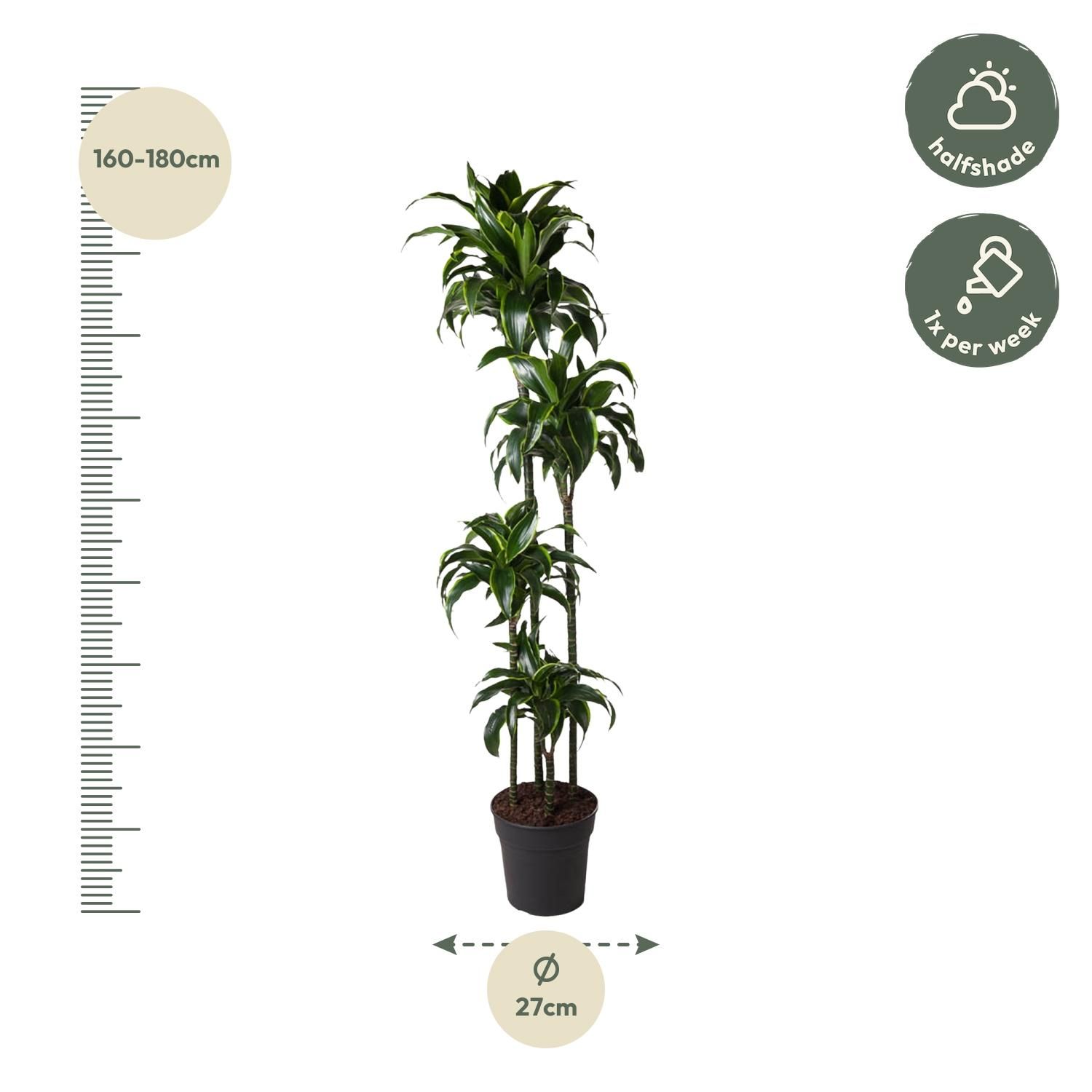 Dracaena Dorado - 170 cm - ø27 (8721055692331)