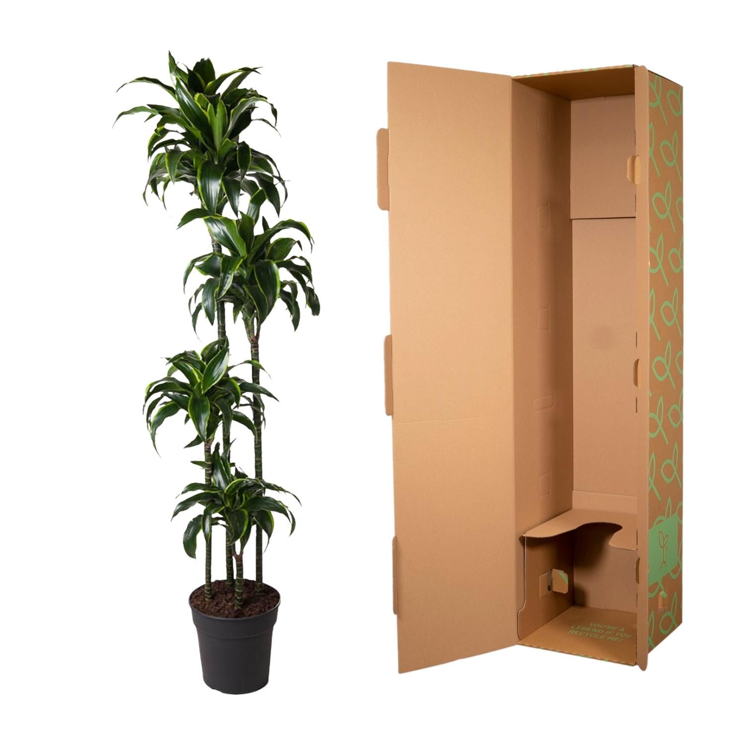Dracaena Dorado - 170 cm - ø27 (8721055692331)