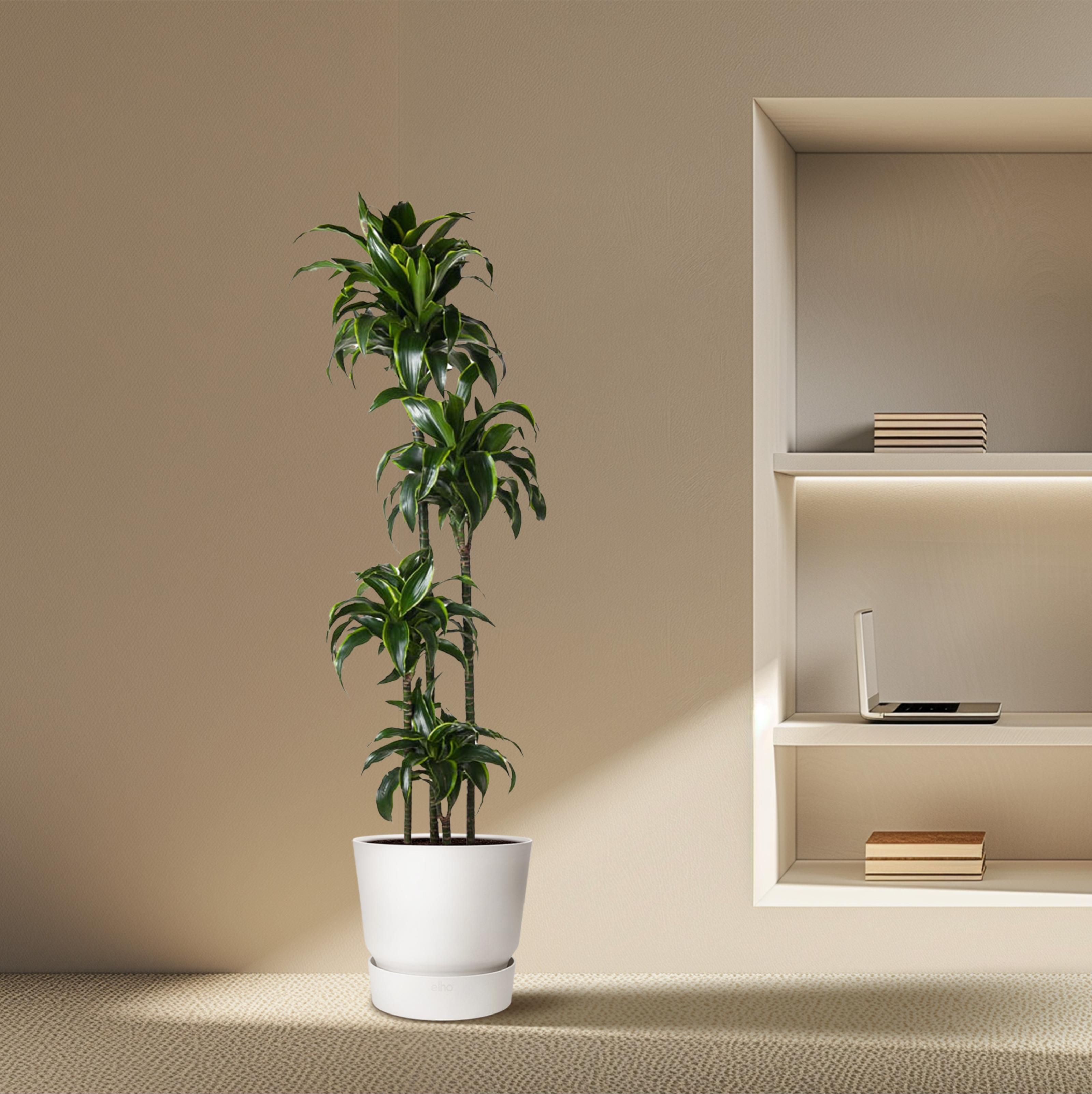 Dracaena Dorado - 170 cm - ø27 (8721055692331)