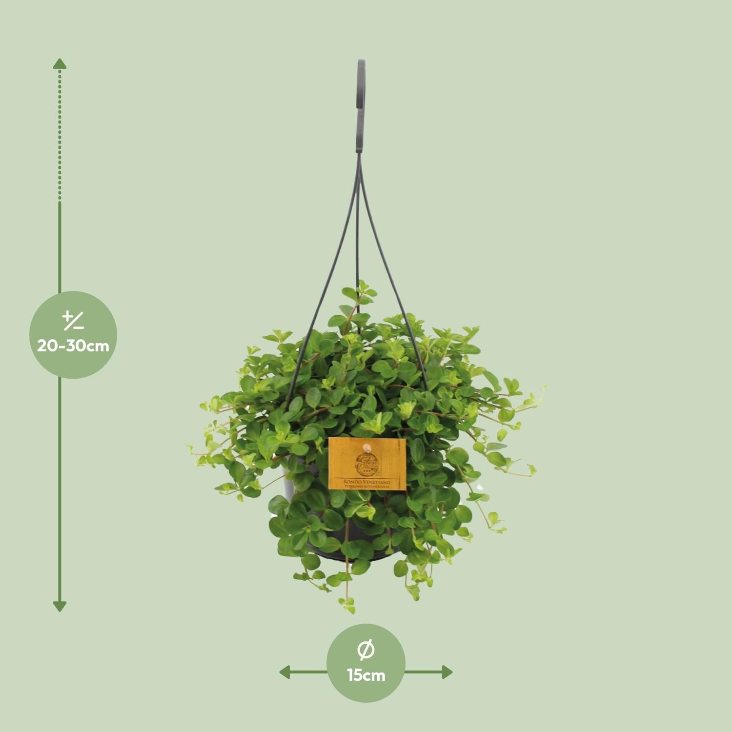 Peperomia Rotundifolia (16053)
