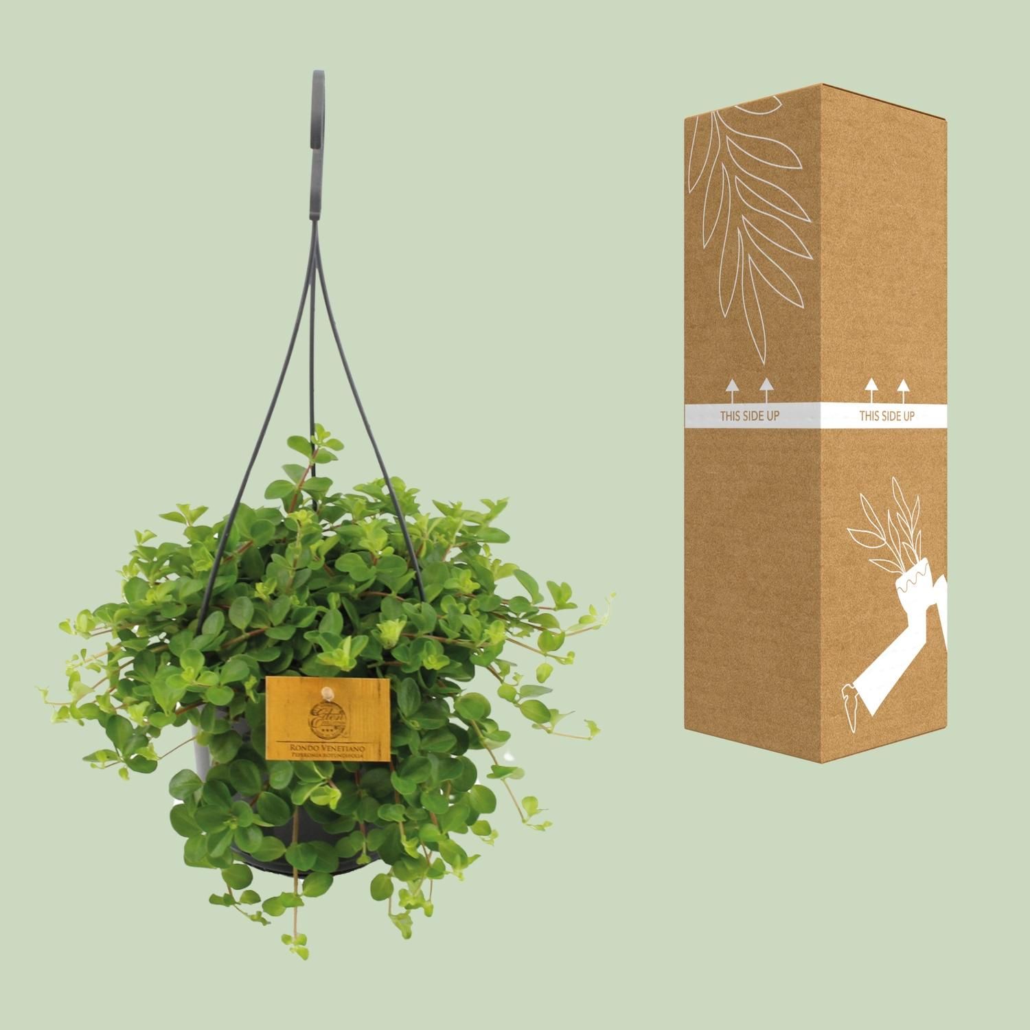 Peperomia Rotundifolia (16053)