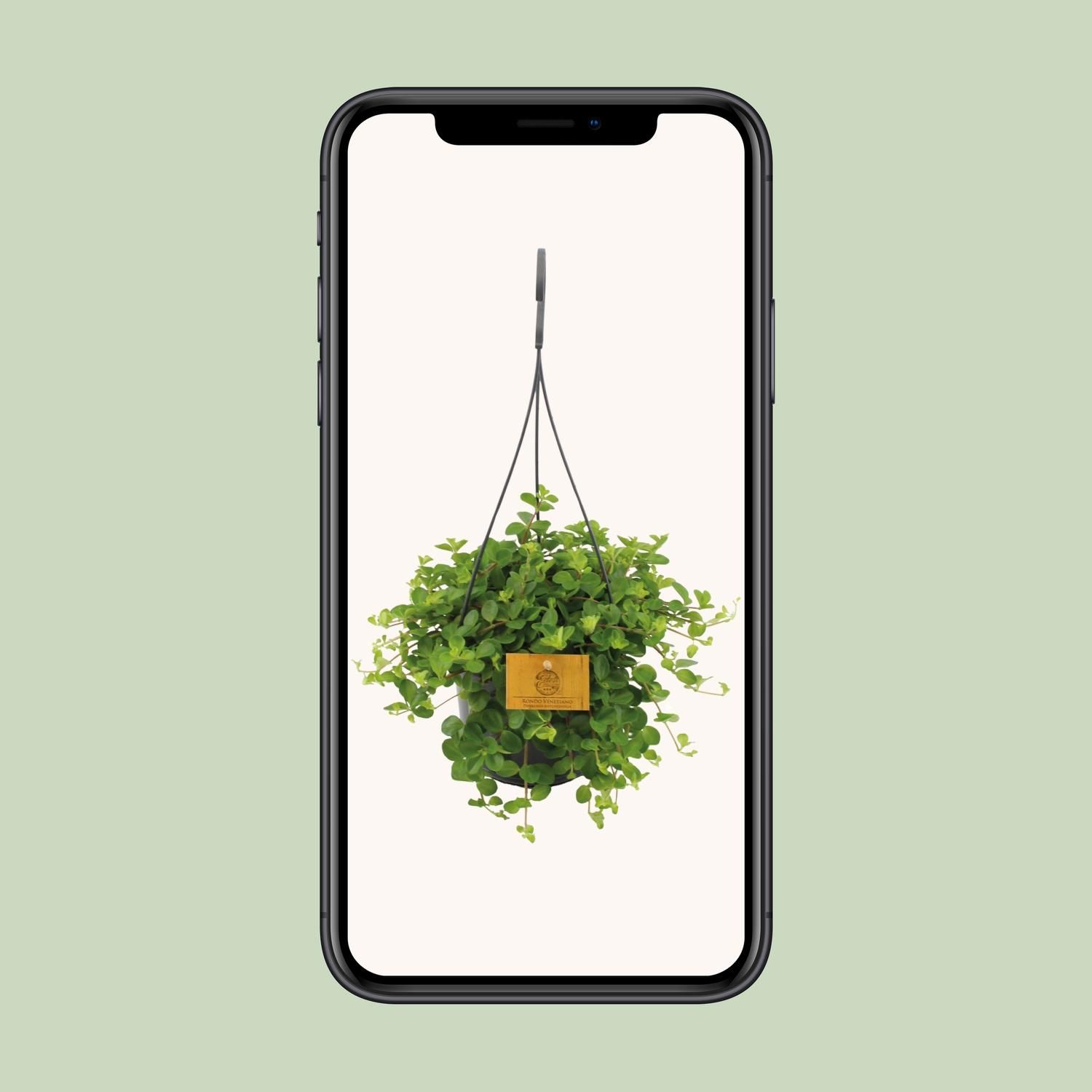 Peperomia Rotundifolia (16053)