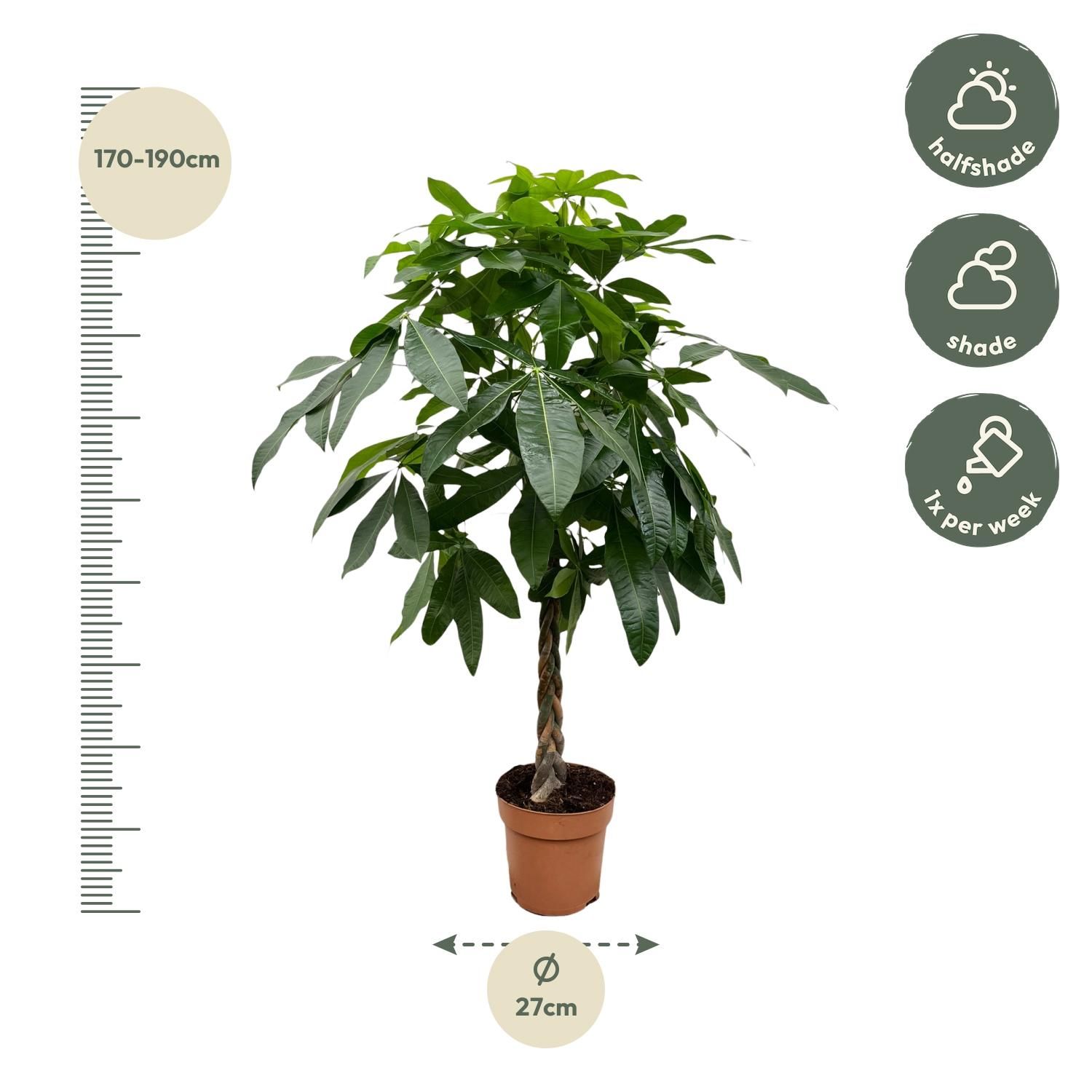 Pachira Aquatica - 170 cm - ø27 (8721055691914)