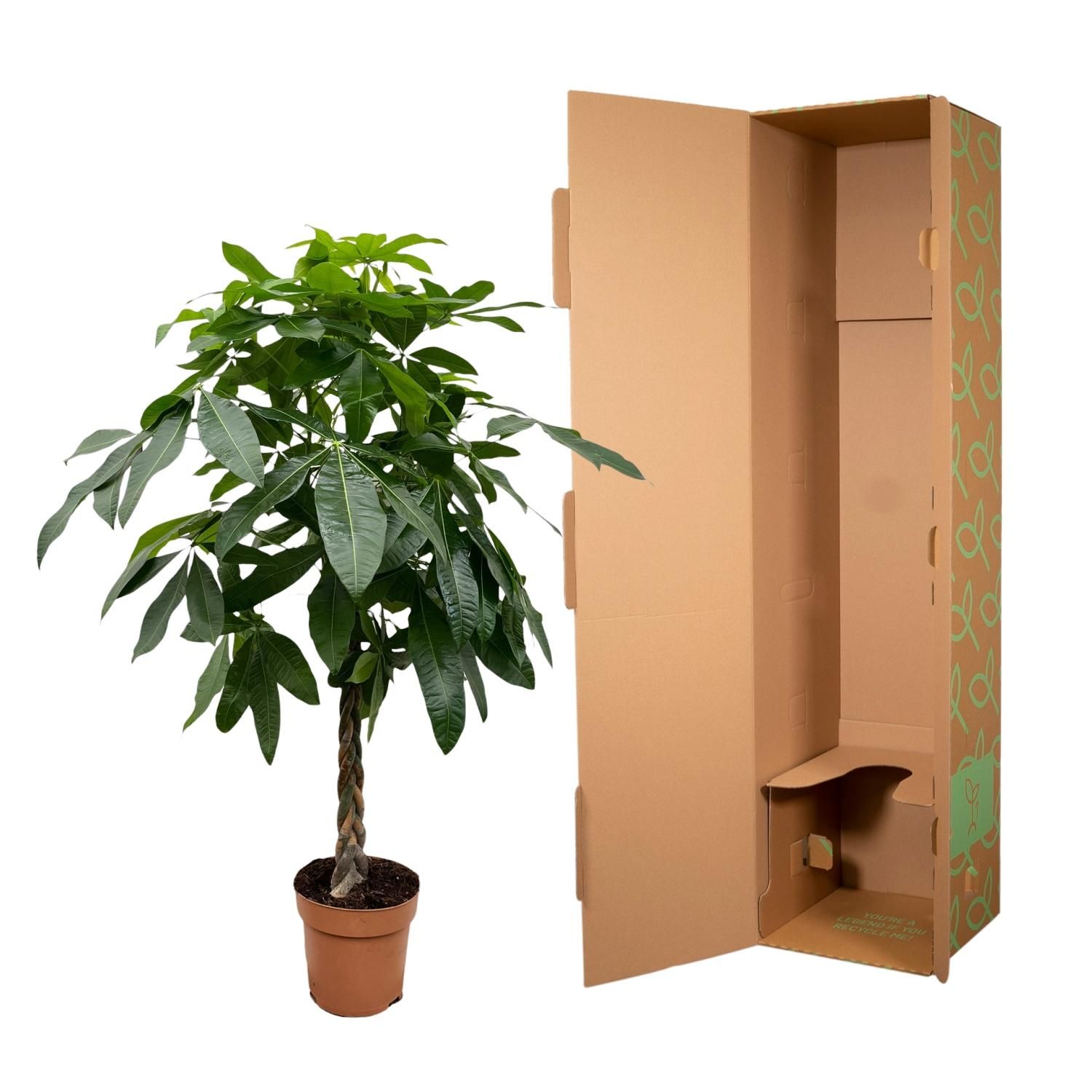 Pachira Aquatica - 170 cm - ø27 (8721055691914)