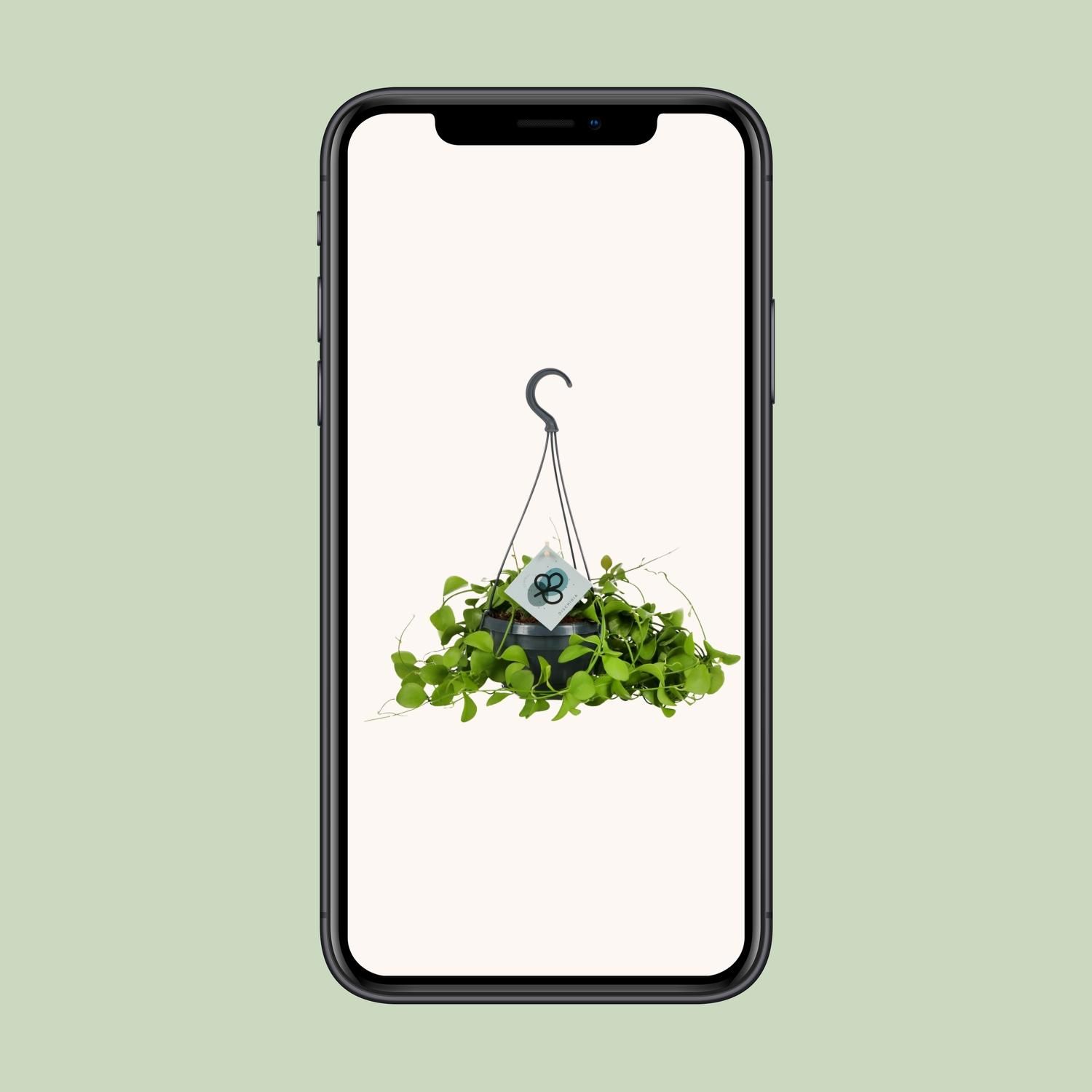 Dischidia Imbricata - Ø14 ↕40 (12578)