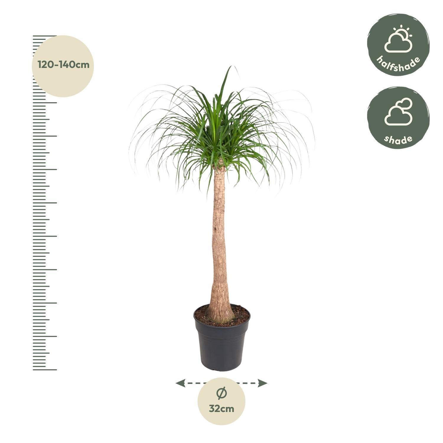 Beaucarnea stam - 120 cm - ø32 (8721055692065)