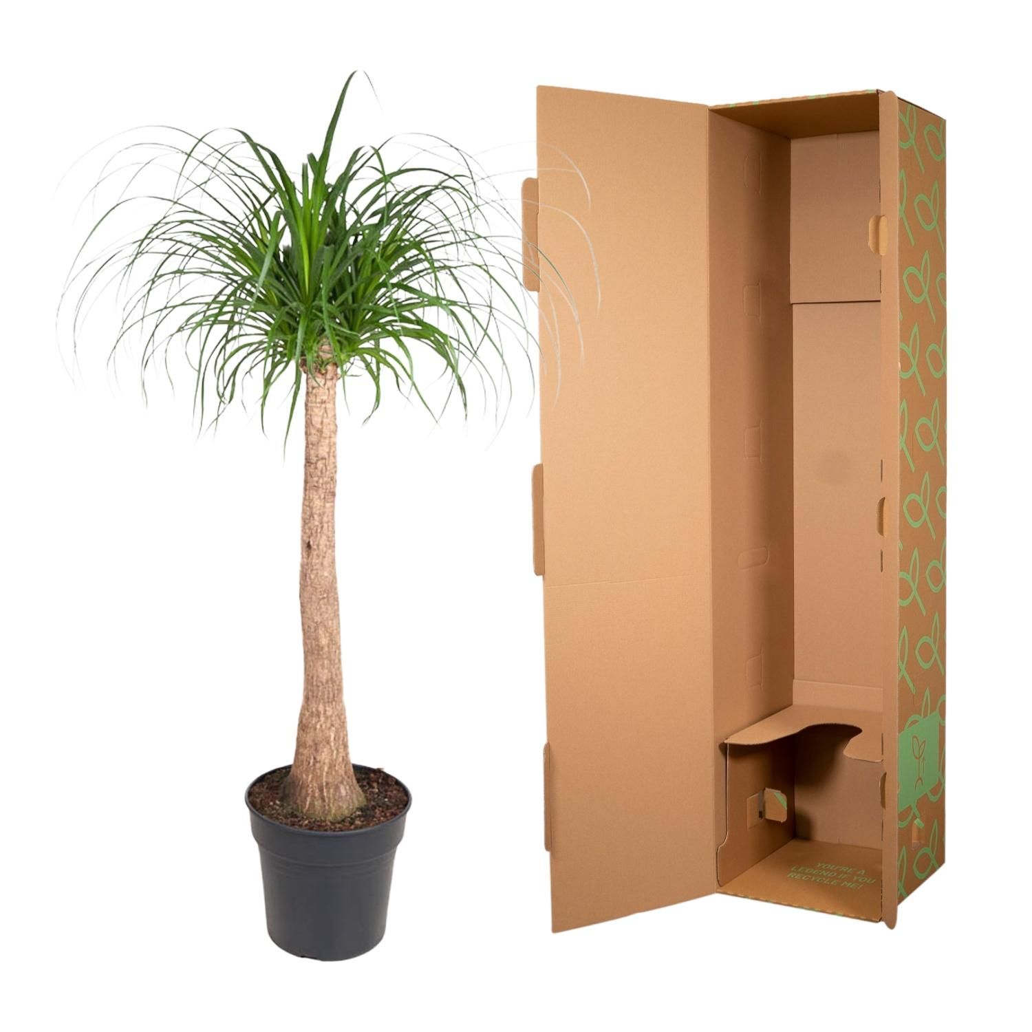 Beaucarnea stam - 120 cm - ø32 (8721055692065)