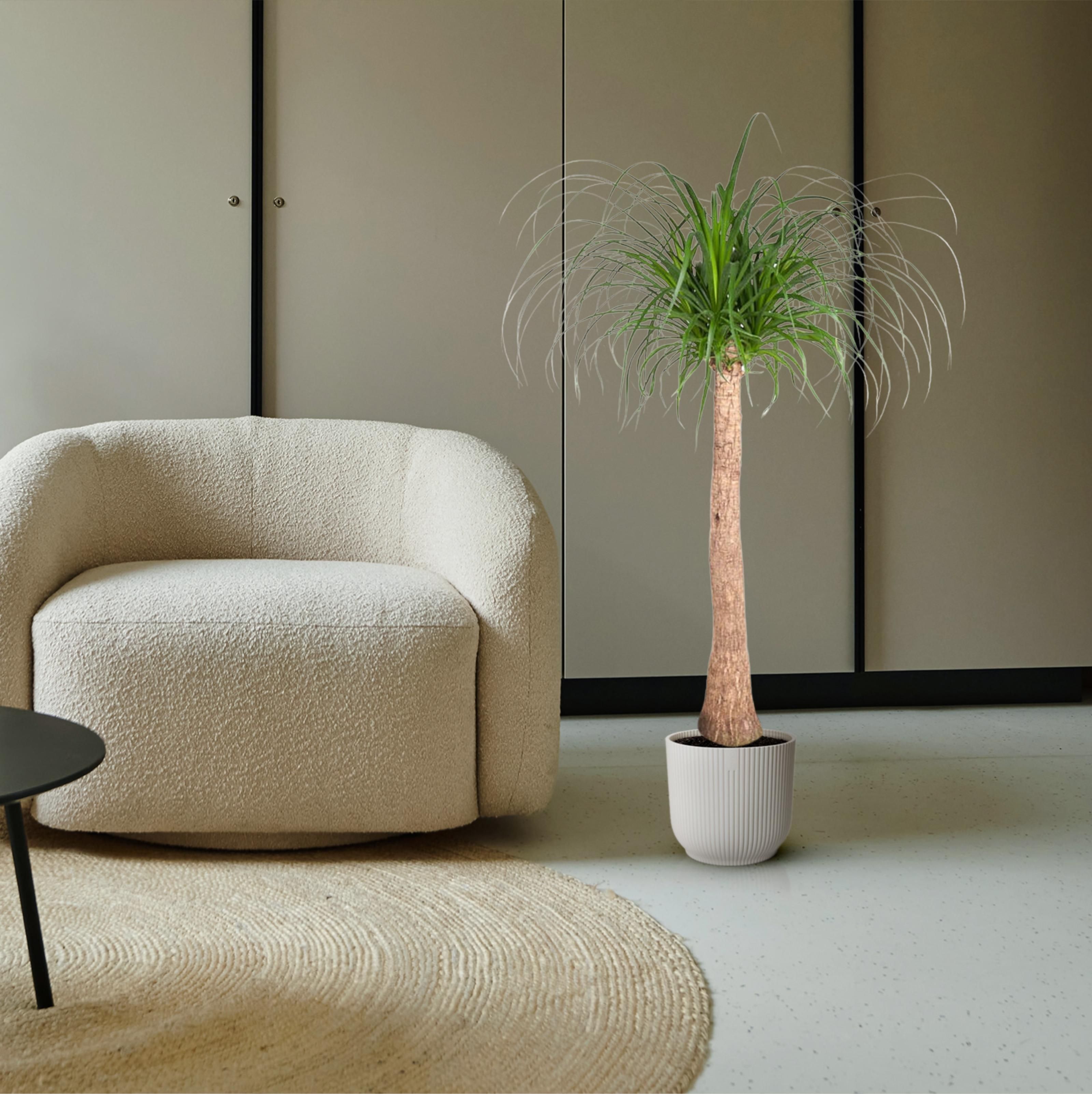 Beaucarnea stam - 120 cm - ø32 (8721055692065)