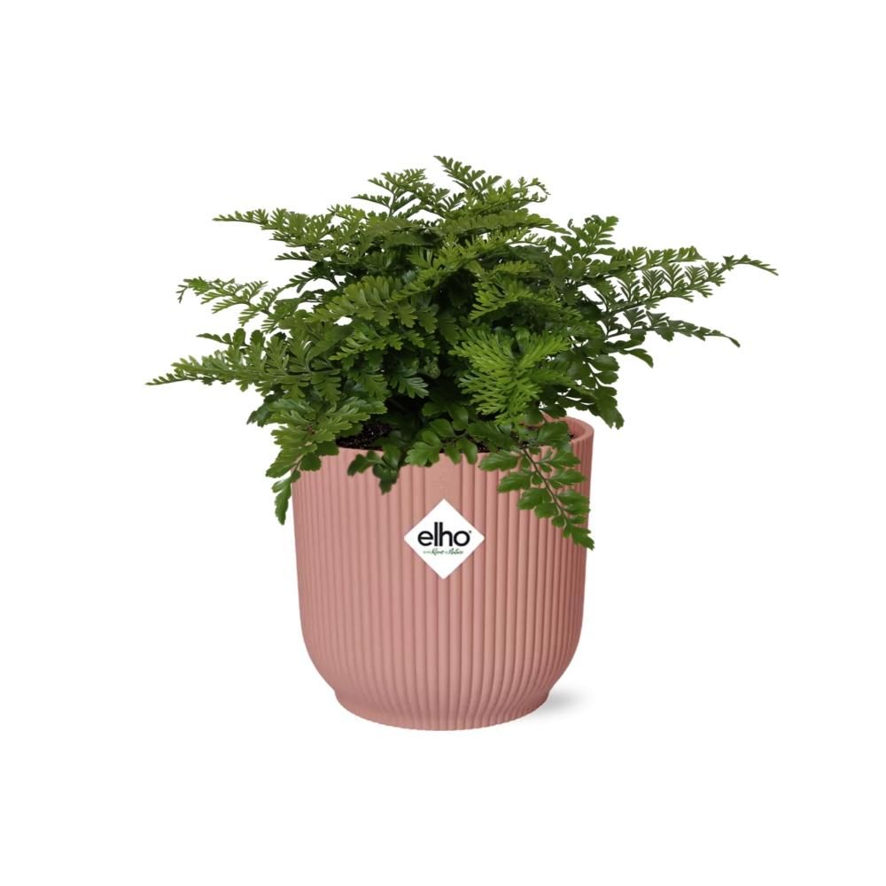 Asplenium Parvati in ELHO Vibes Fold 14cm roze (21801)