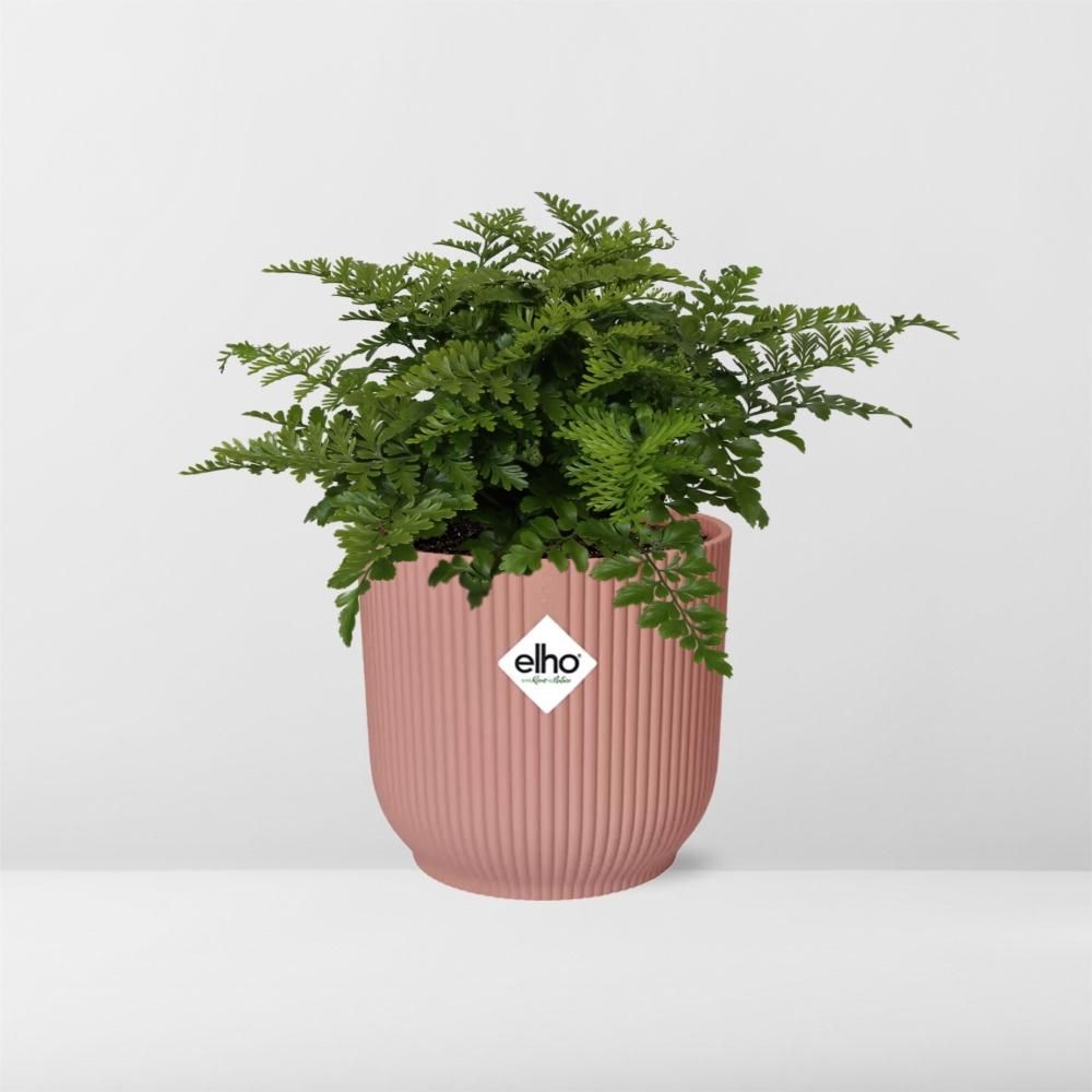 Asplenium Parvati in ELHO Vibes Fold 14cm roze (21801)