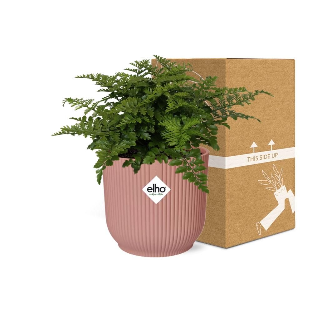Asplenium Parvati in ELHO Vibes Fold 14cm roze (21801)