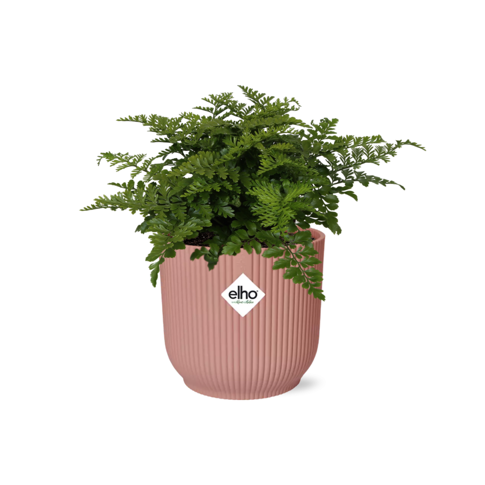 Asplenium Parvati in ELHO Vibes Fold 14cm roze (21801)