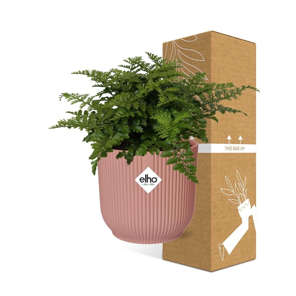 Asplenium Parvati in ELHO Vibes Fold 14cm roze (21801)