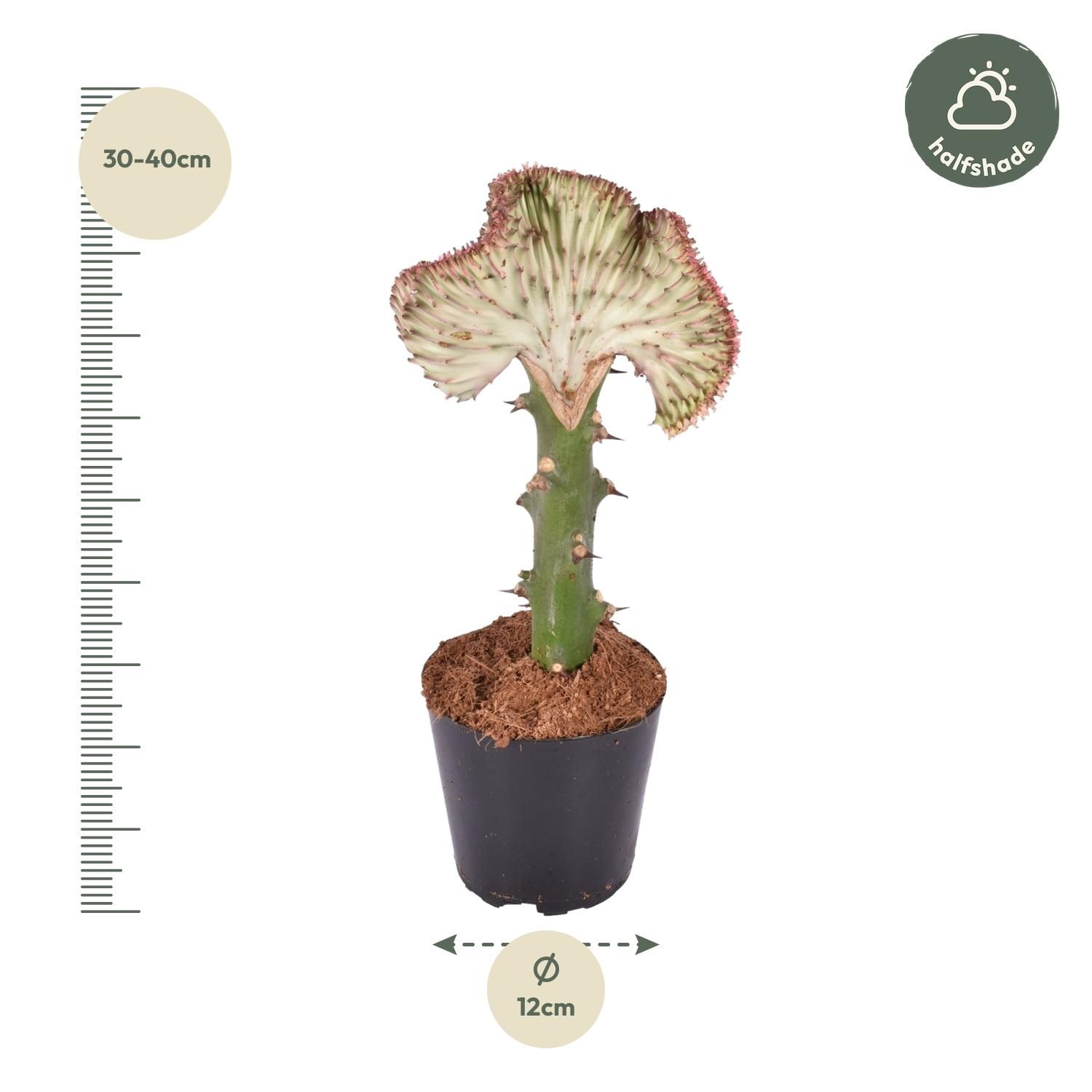 Euphorbia lactea Cristata rood - 35 cm - ø12 (8721081685055)