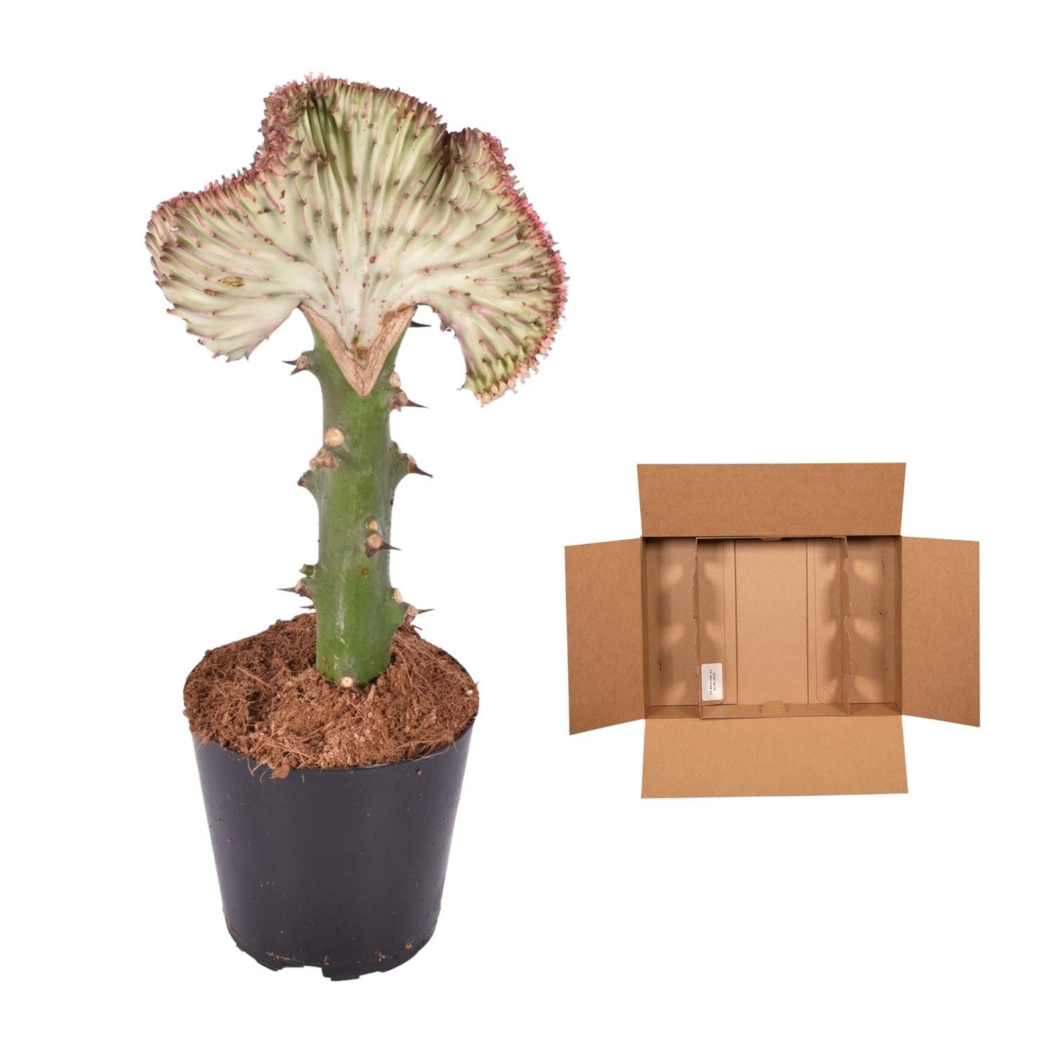 Euphorbia lactea Cristata rood - 35 cm - ø12 (8721081685055)