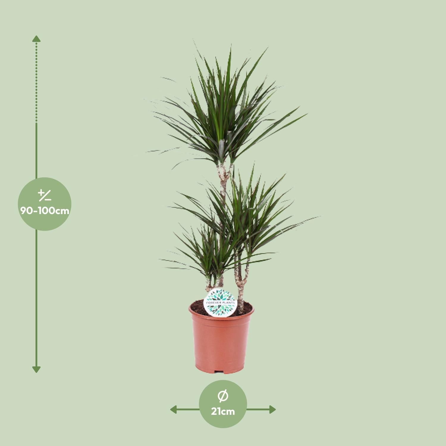 Dracaena Marginata (8720634285537)