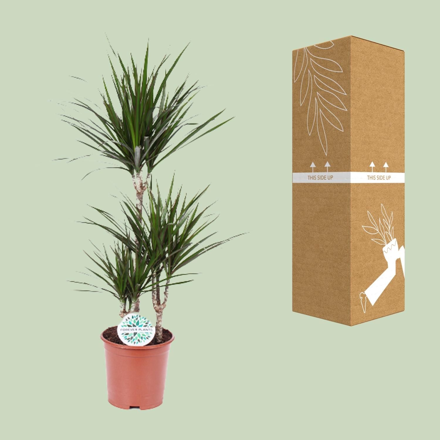 Dracaena Marginata (8720634285537)