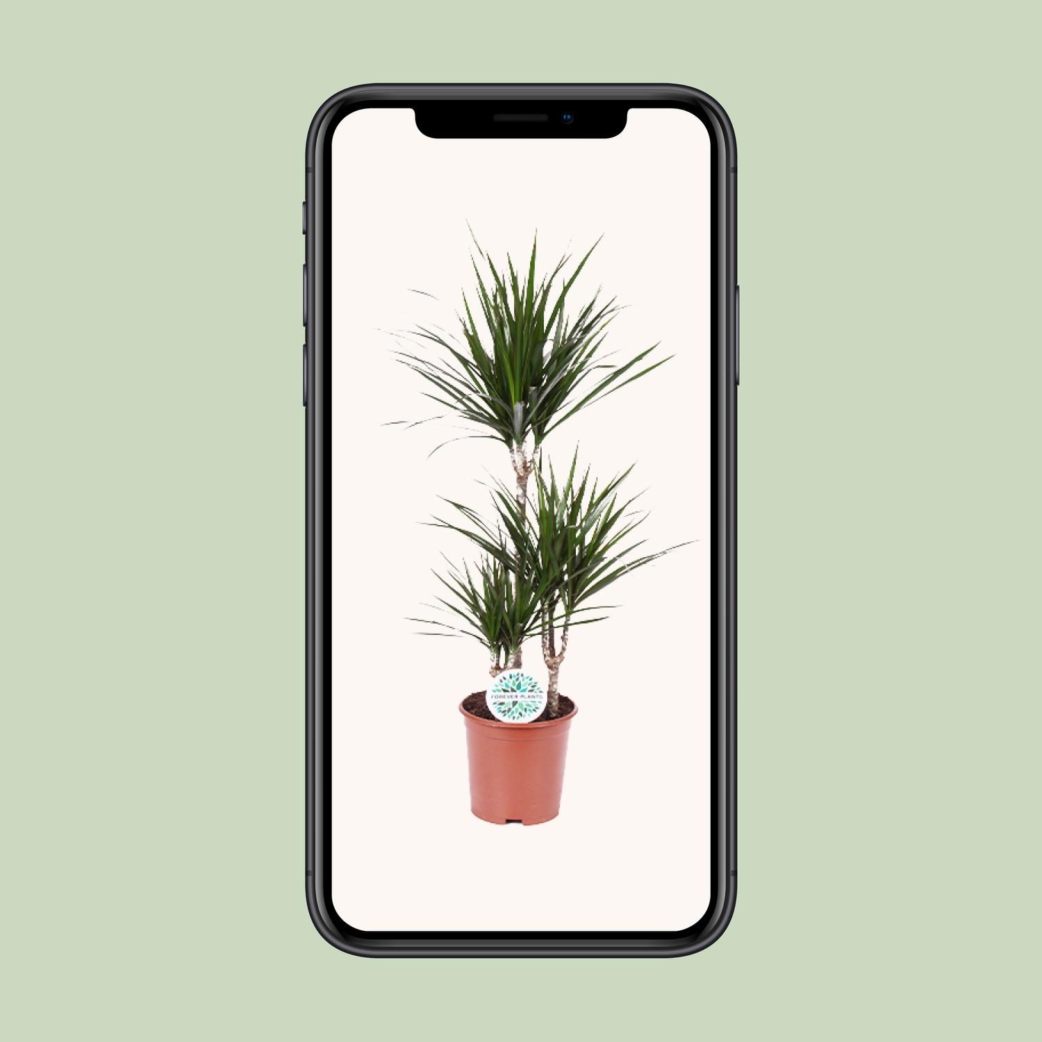 Dracaena Marginata (8720634285537)
