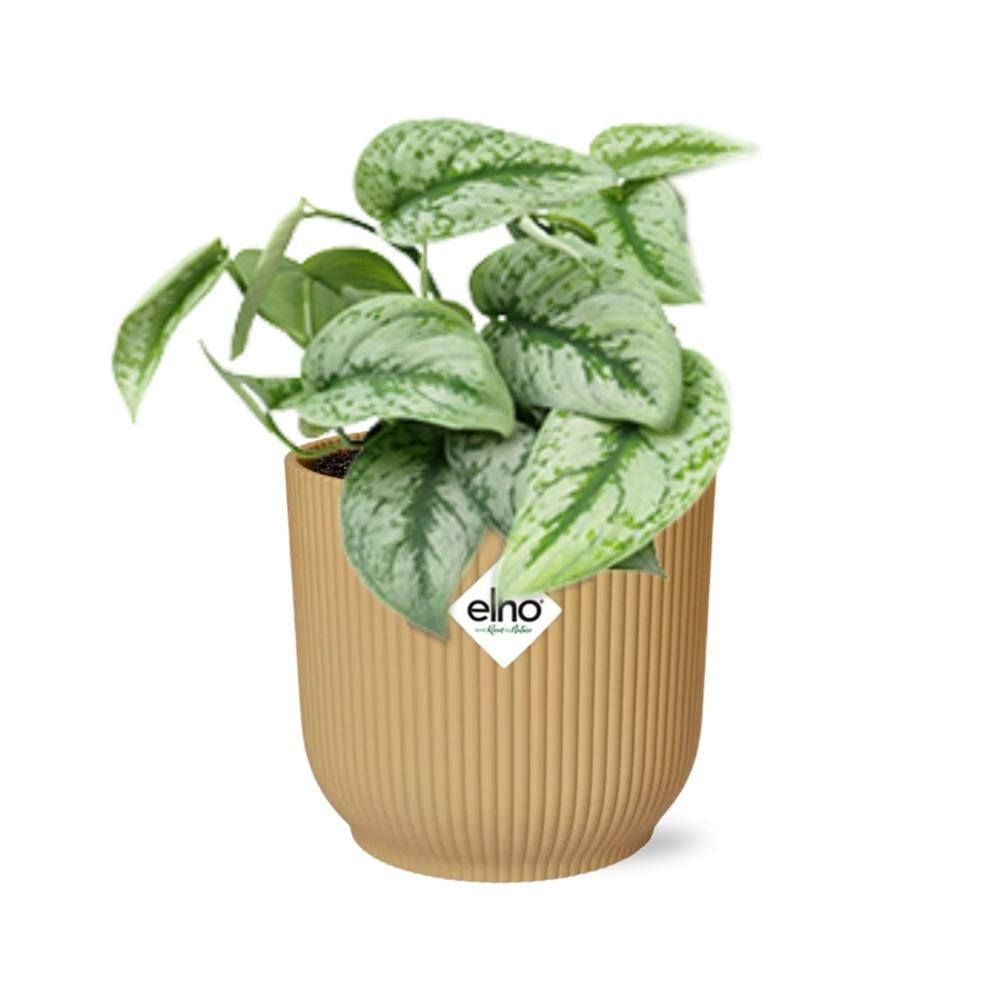 Scindapsus Pictus ‘Trebie’ in ELHO Vibes Fold 14cm geel (21682)