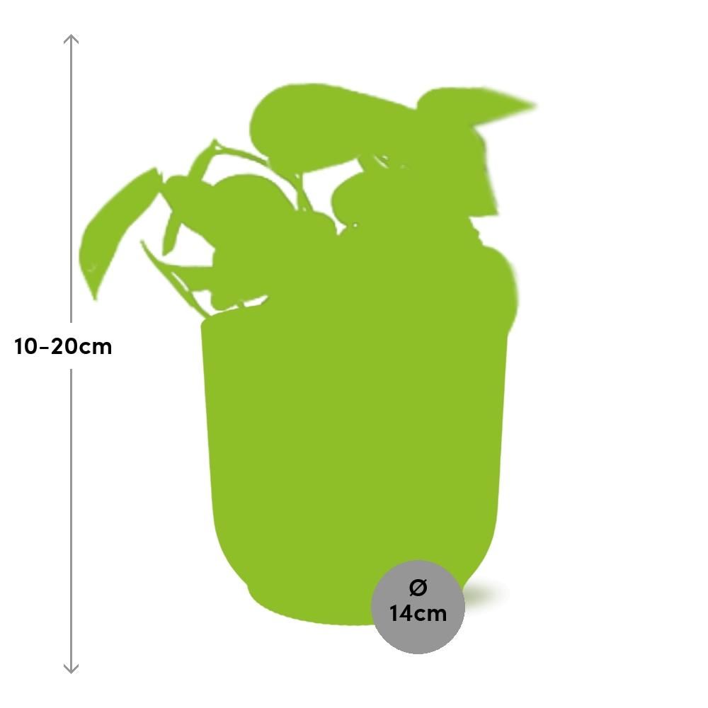 Scindapsus Pictus ‘Trebie’ in ELHO Vibes Fold 14cm geel (21682)