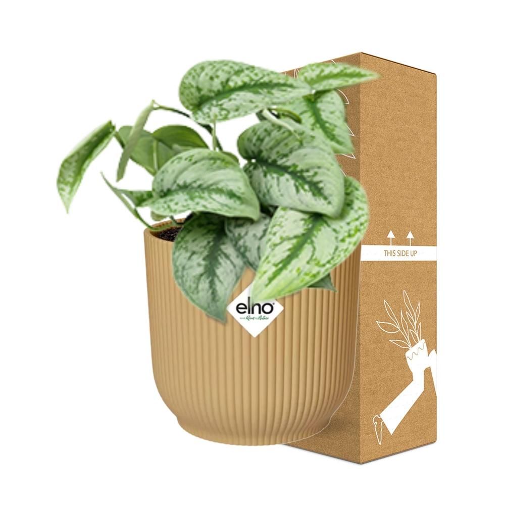 Scindapsus Pictus ‘Trebie’ in ELHO Vibes Fold 14cm geel (21682)