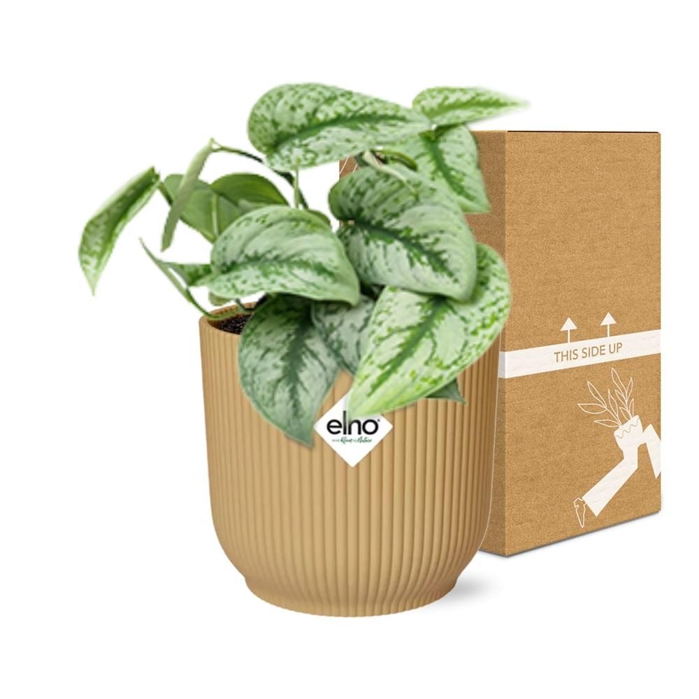 Scindapsus Pictus ‘Trebie’ in ELHO Vibes Fold 14cm geel (21682)