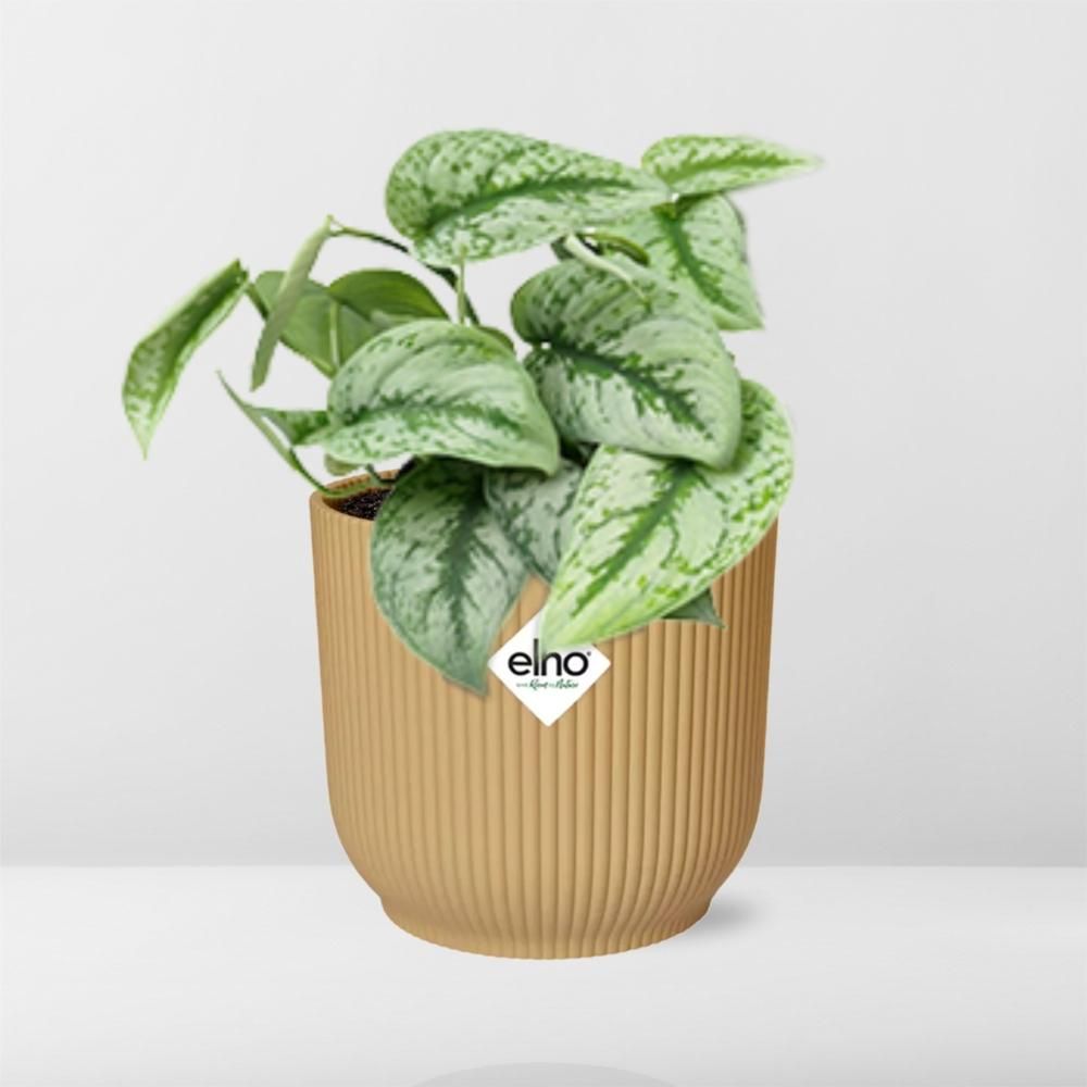 Scindapsus Pictus ‘Trebie’ in ELHO Vibes Fold 14cm geel (21682)