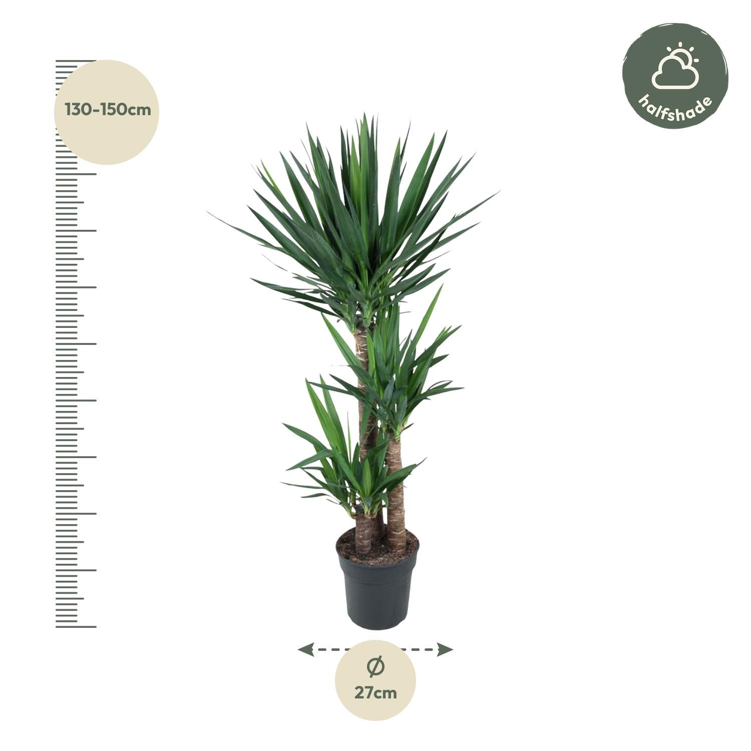 Yucca Elephantipe - 140 cm - ø24 (8721055692966)