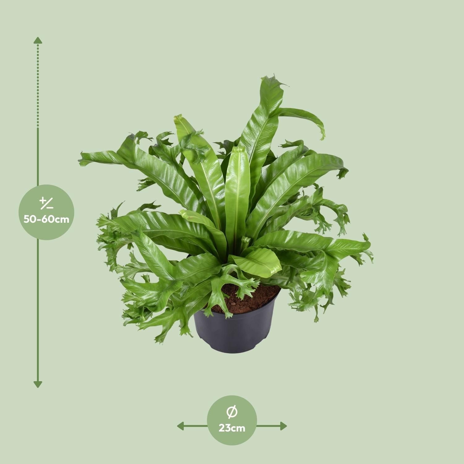 Asplenium Nidus Crissie (9723)