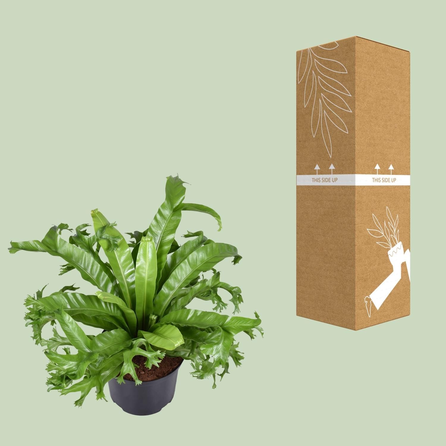 Asplenium Nidus Crissie (9723)