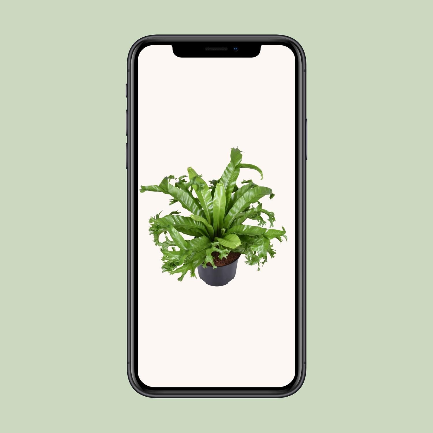 Asplenium Nidus Crissie (9723)