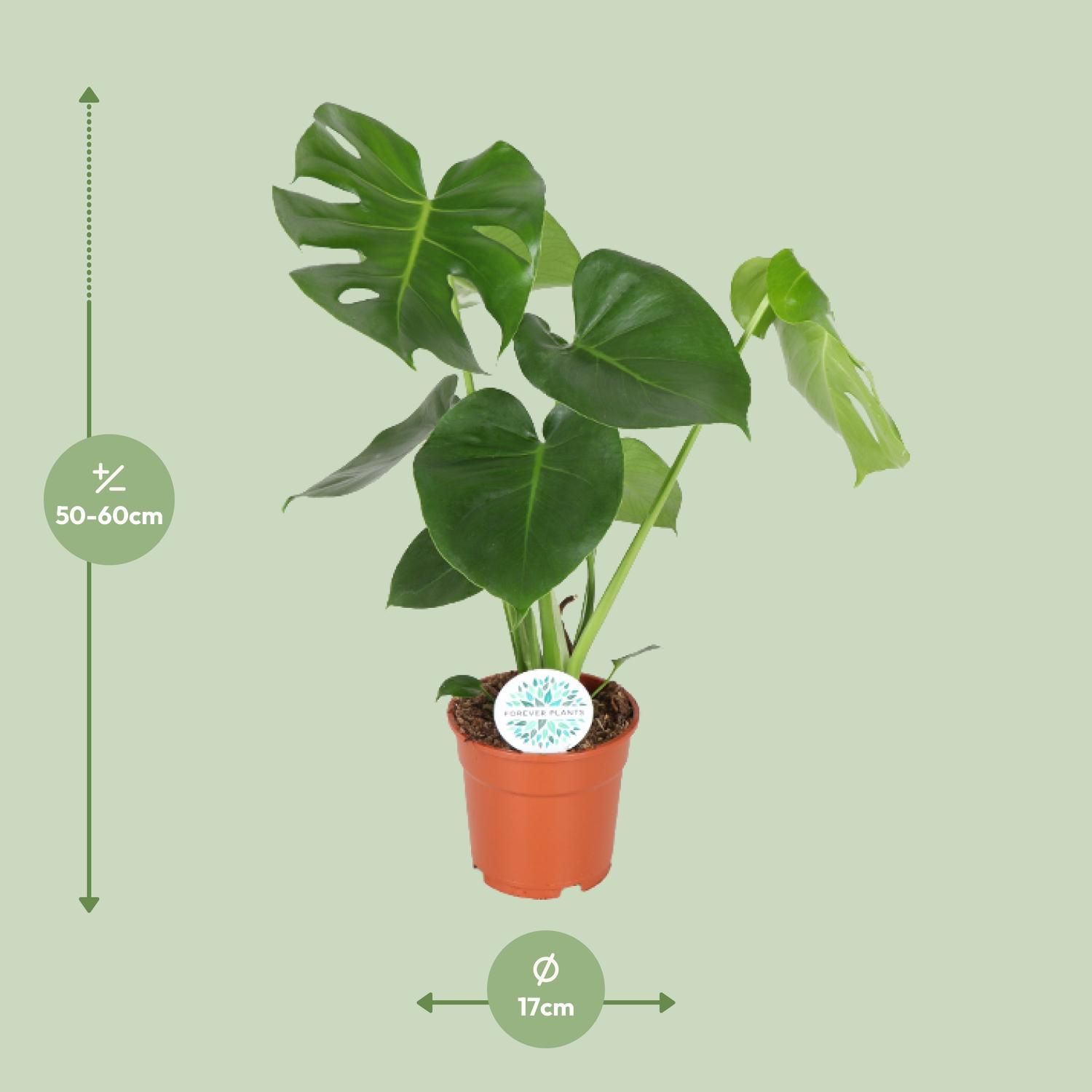 Monstera Deliciosa (8720634284868)