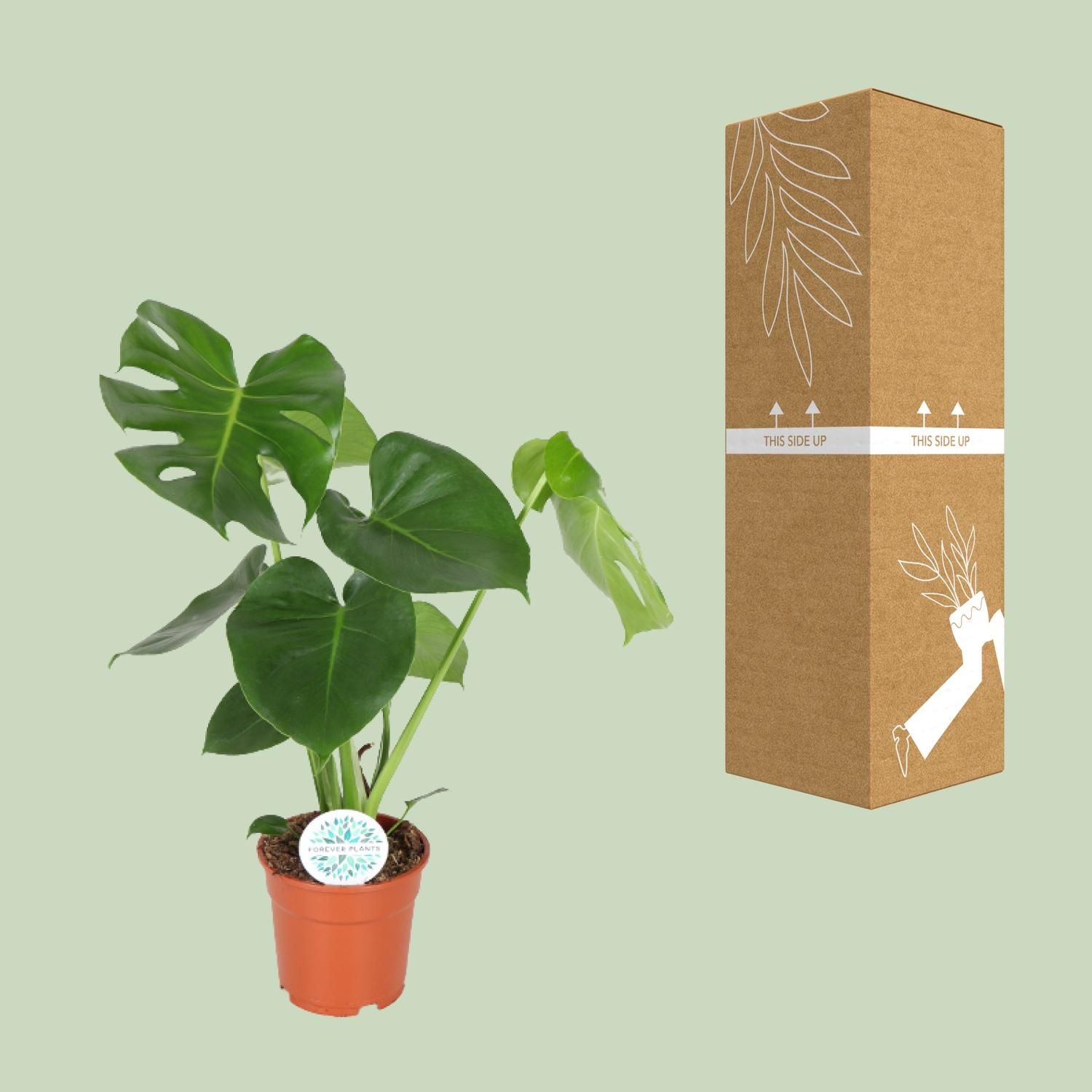 Monstera Deliciosa (8720634284868)
