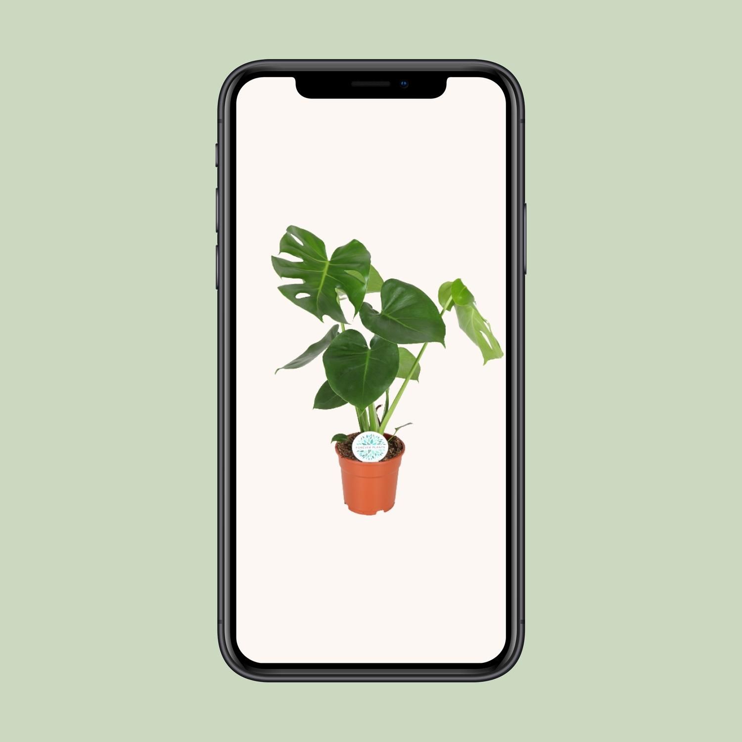 Monstera Deliciosa (8720634284868)