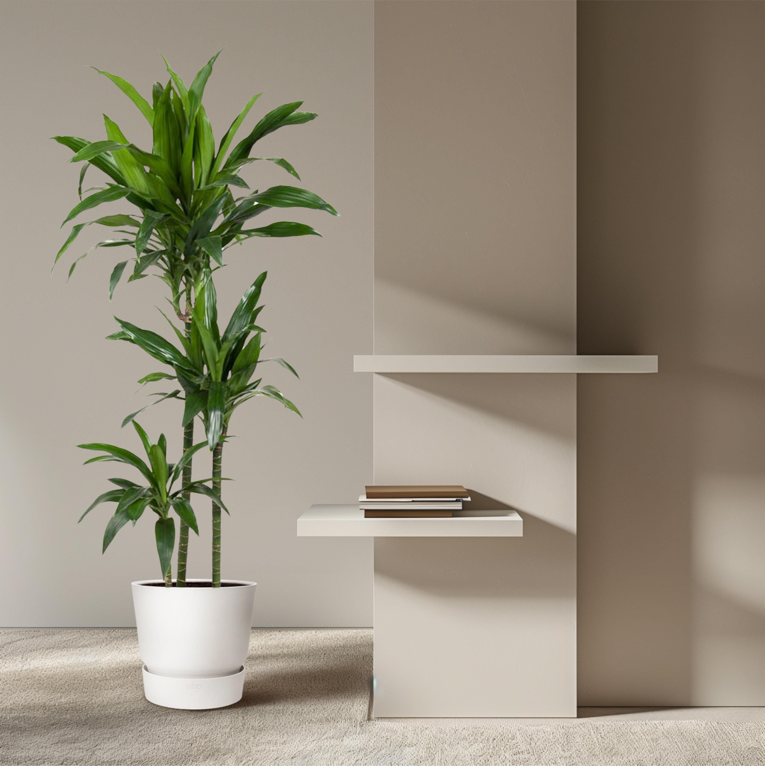 Dracaena Janet Craig - 150 cm - ø24 (8721055692454)