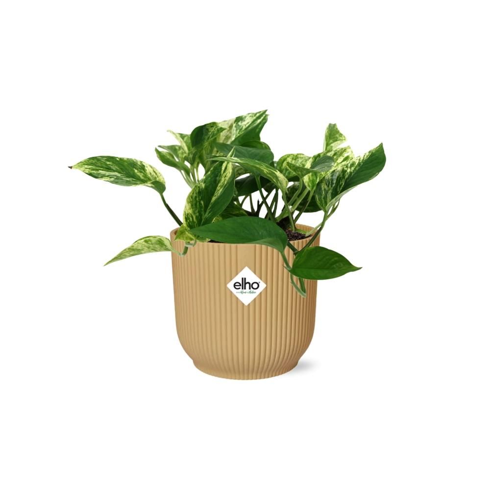 Scindapsus (Epipremnum) Marble Queen in ELHO Vibes Fold 14cm geel (21681)