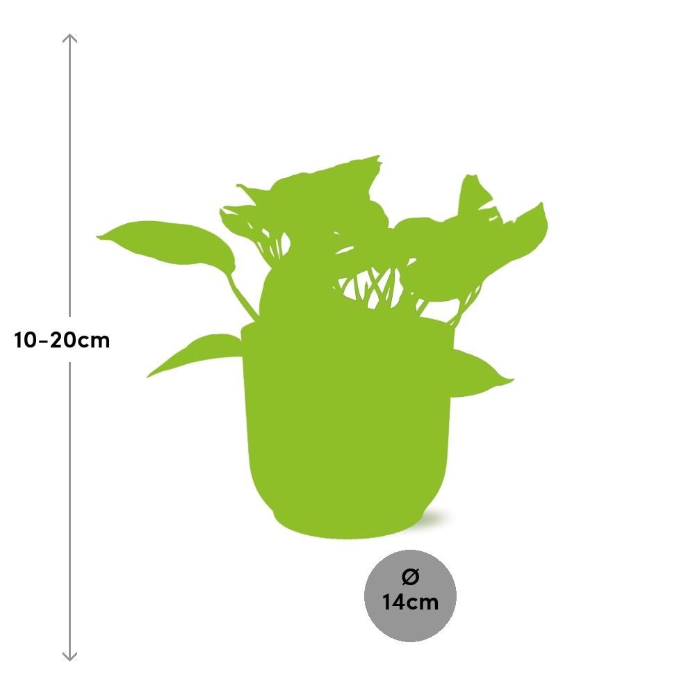 Scindapsus (Epipremnum) Marble Queen in ELHO Vibes Fold 14cm geel (21681)