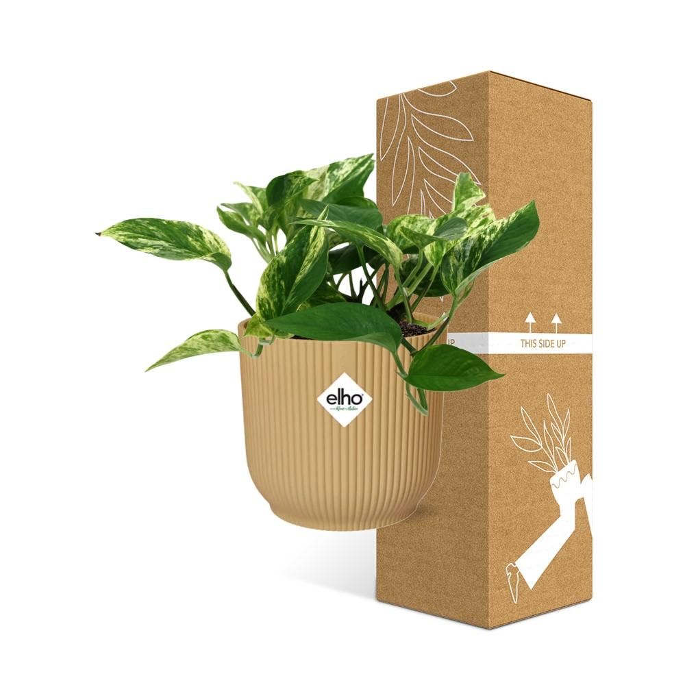 Scindapsus (Epipremnum) Marble Queen in ELHO Vibes Fold 14cm geel (21681)