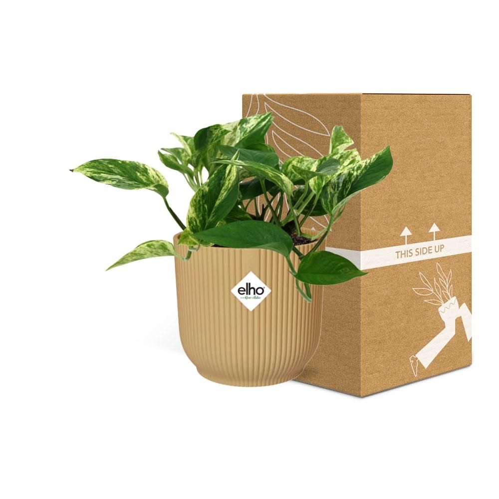 Scindapsus (Epipremnum) Marble Queen in ELHO Vibes Fold 14cm geel (21681)