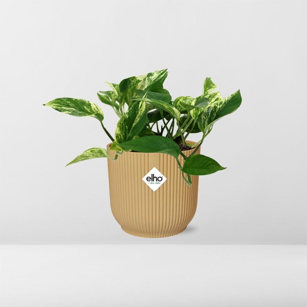 Scindapsus (Epipremnum) Marble Queen in ELHO Vibes Fold 14cm geel (21681)