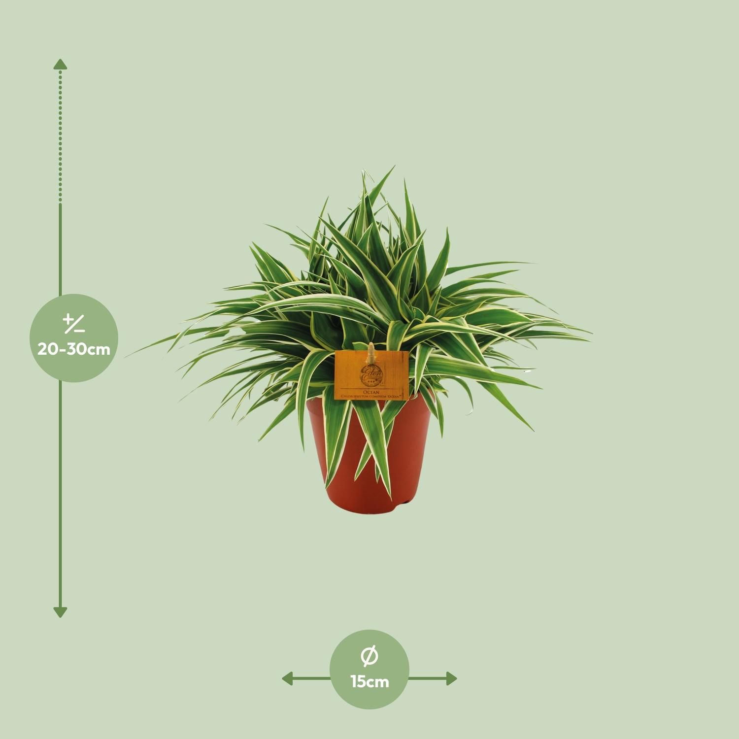 Chlorophytum Ocean (12960)