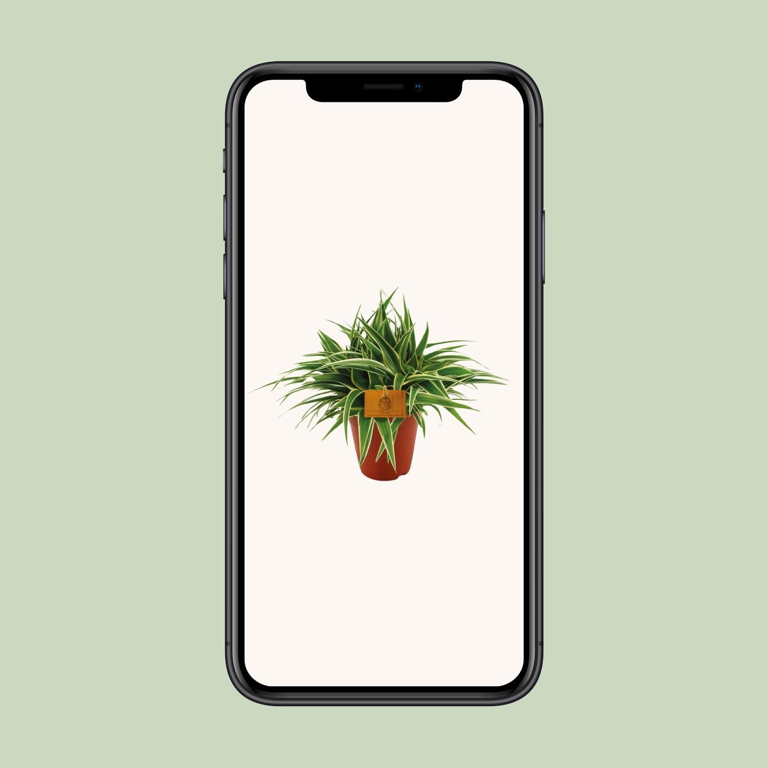 Chlorophytum Ocean (12960)