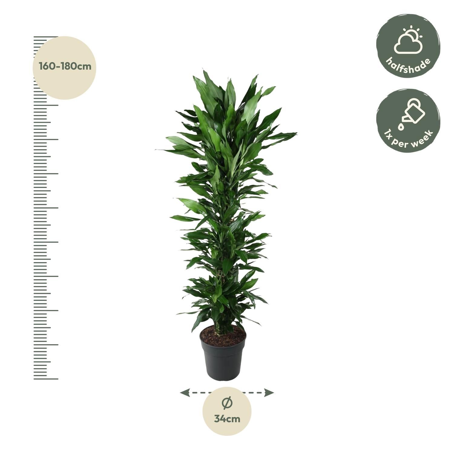 Dracaena Janet Lind vertakt - 170 cm - ø34 (8721055692539)