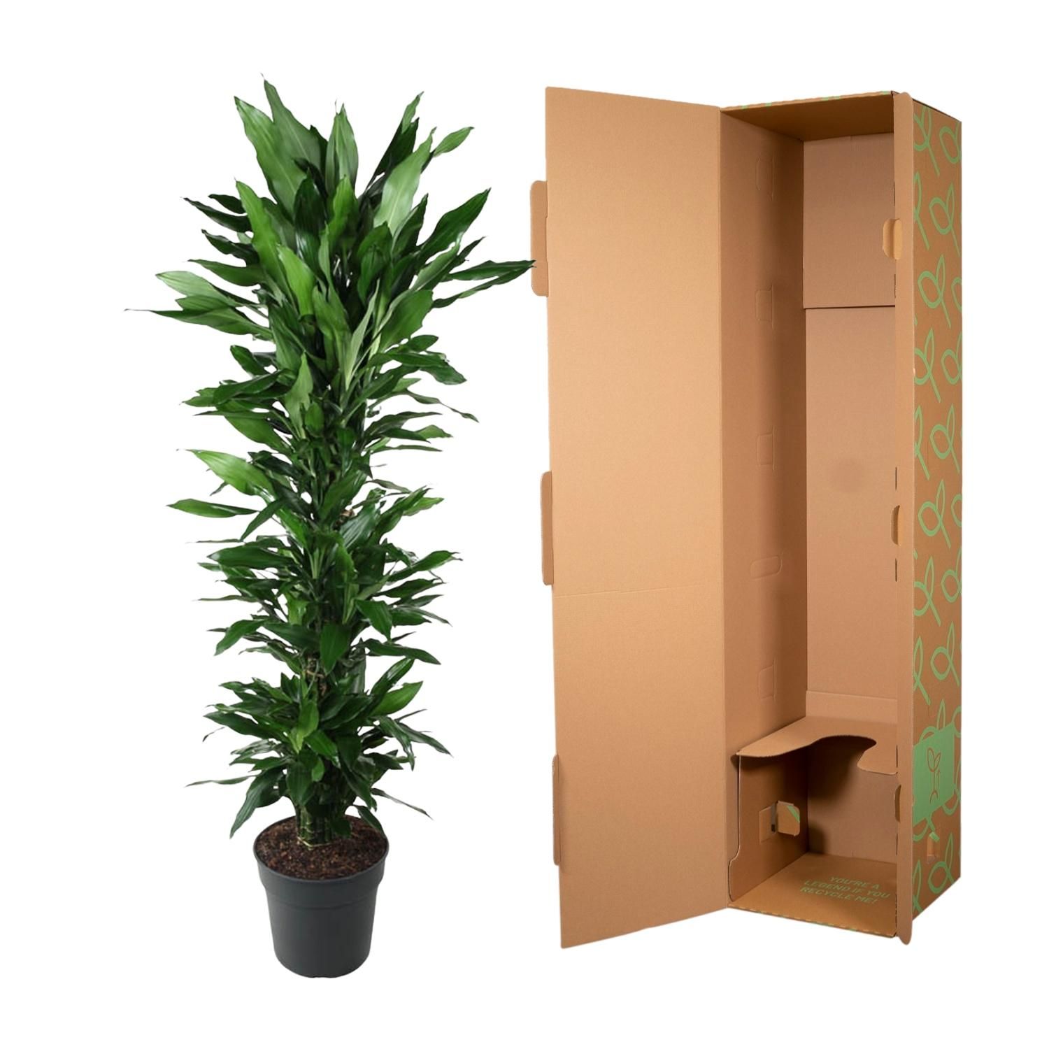Dracaena Janet Lind vertakt - 170 cm - ø34 (8721055692539)