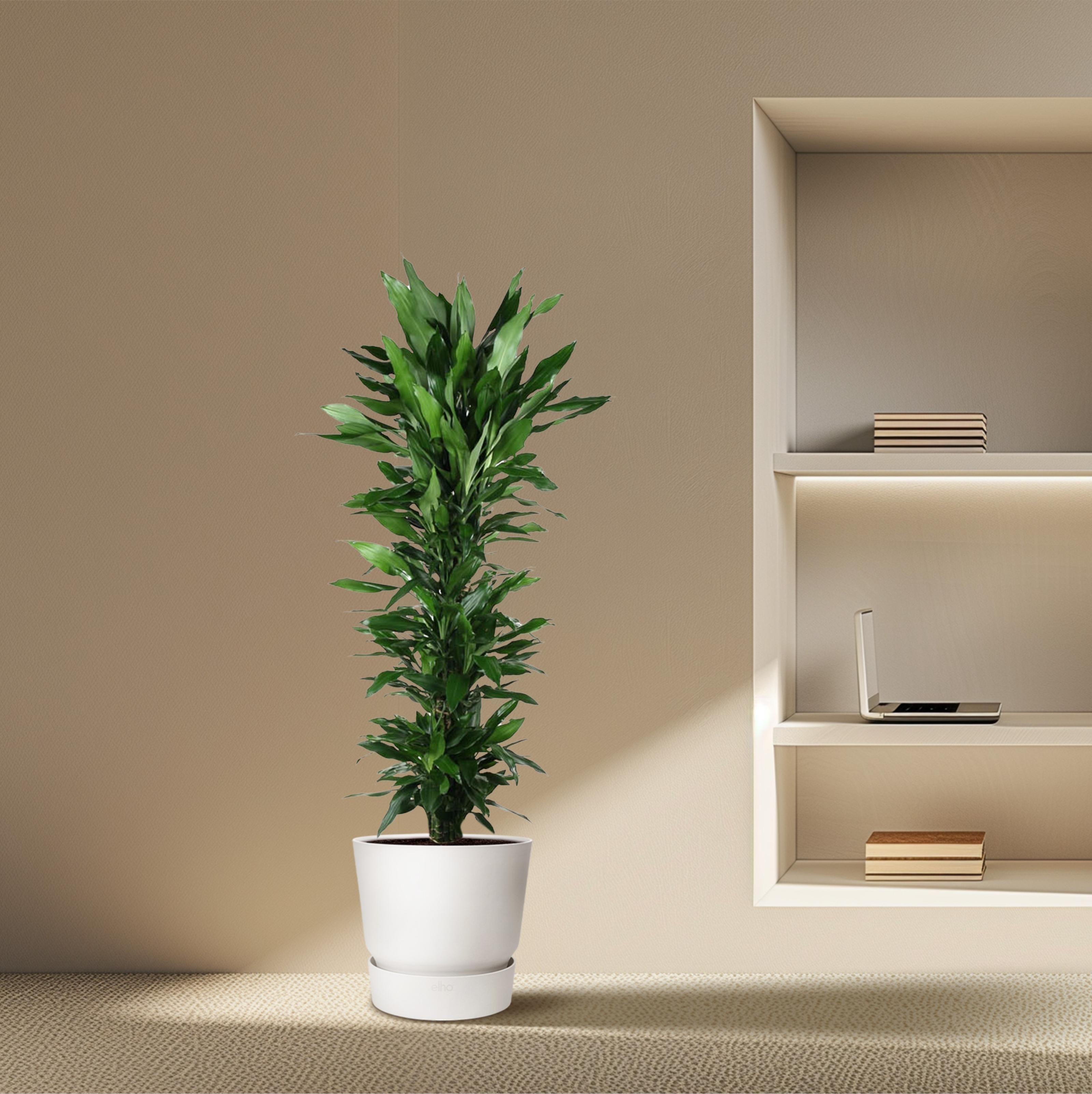 Dracaena Janet Lind vertakt - 170 cm - ø34 (8721055692539)