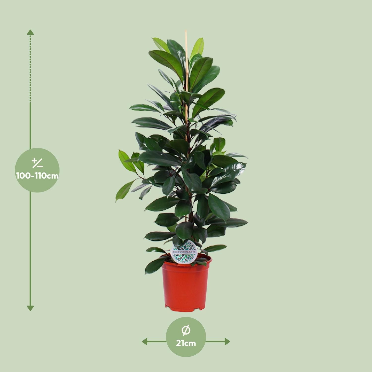 Ficus Cyathistipula (15899)