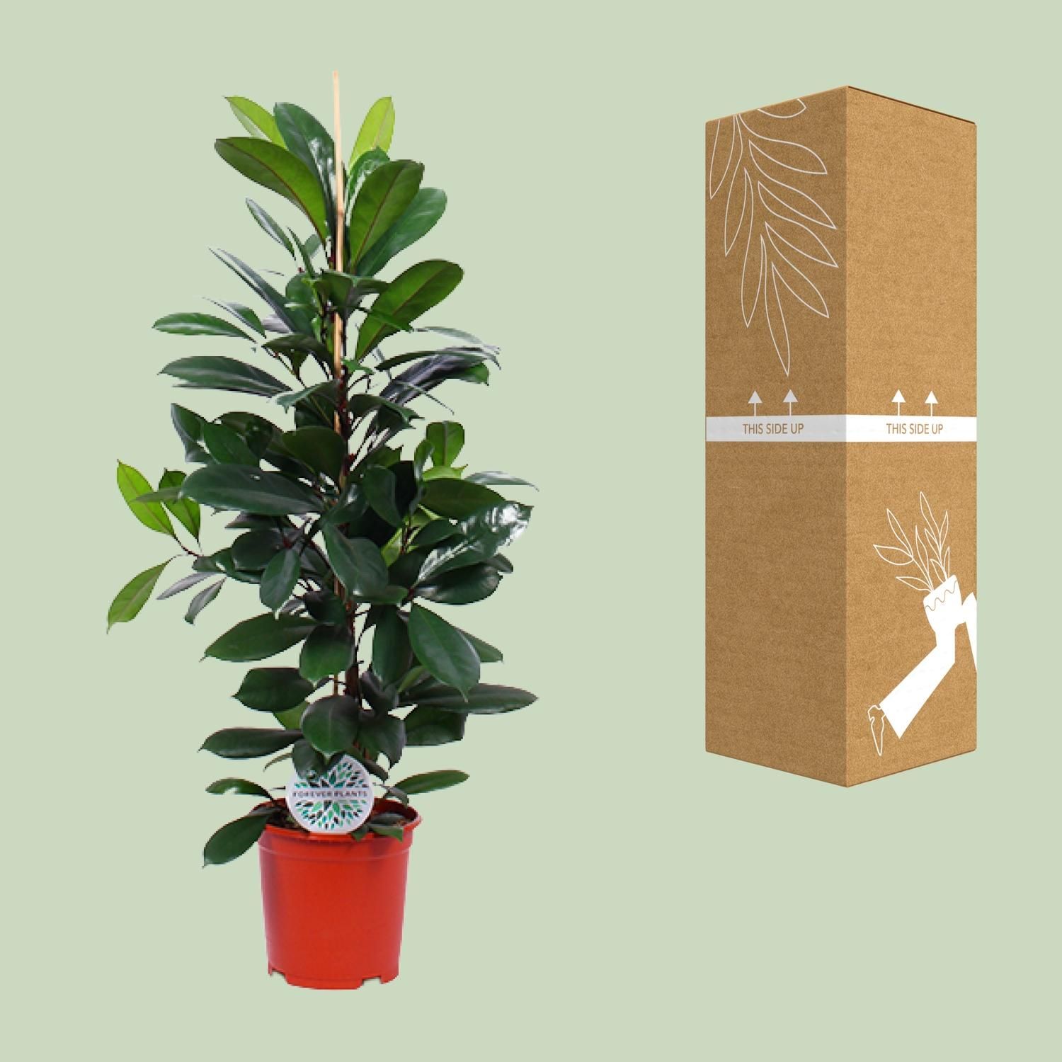 Ficus Cyathistipula (15899)