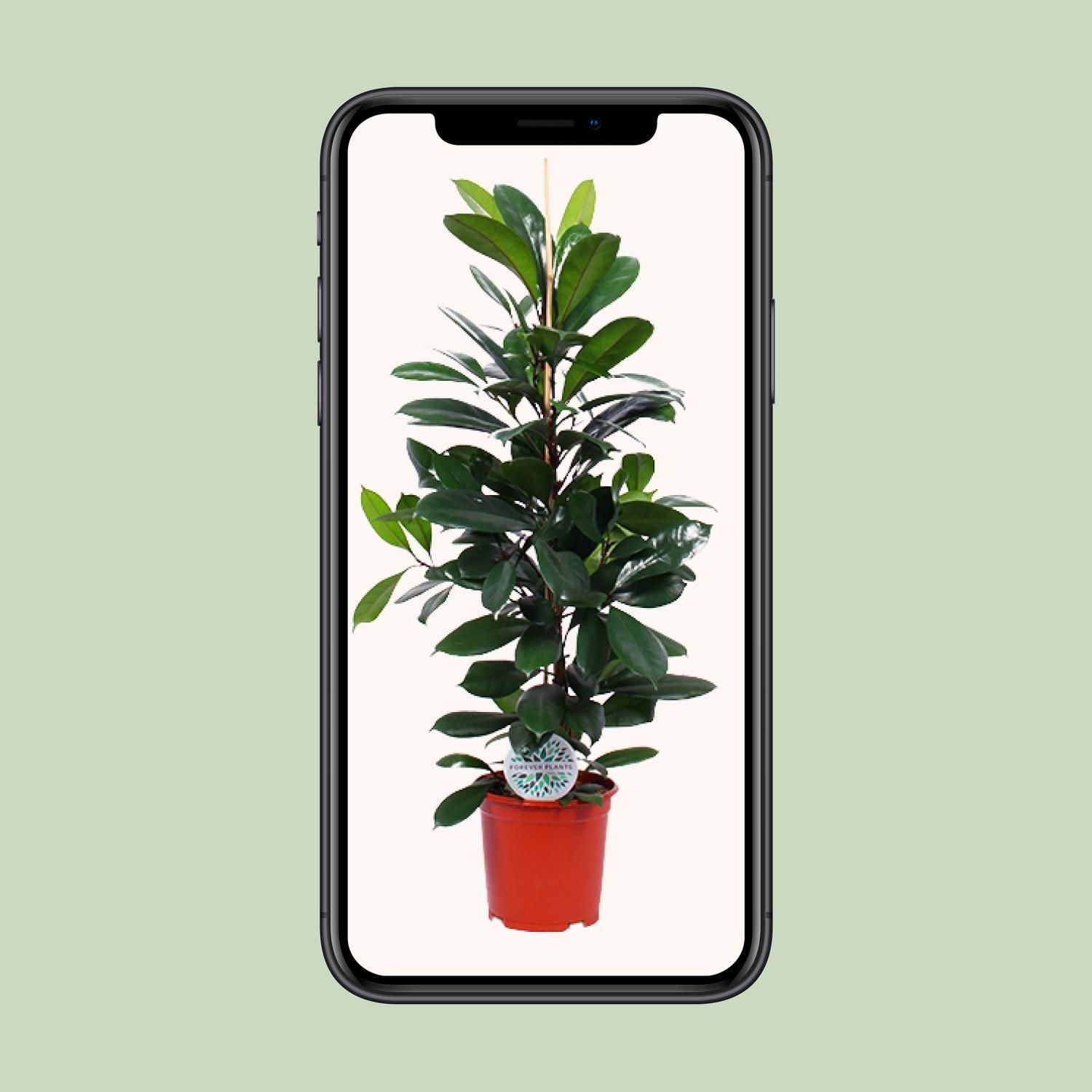 Ficus Cyathistipula (15899)
