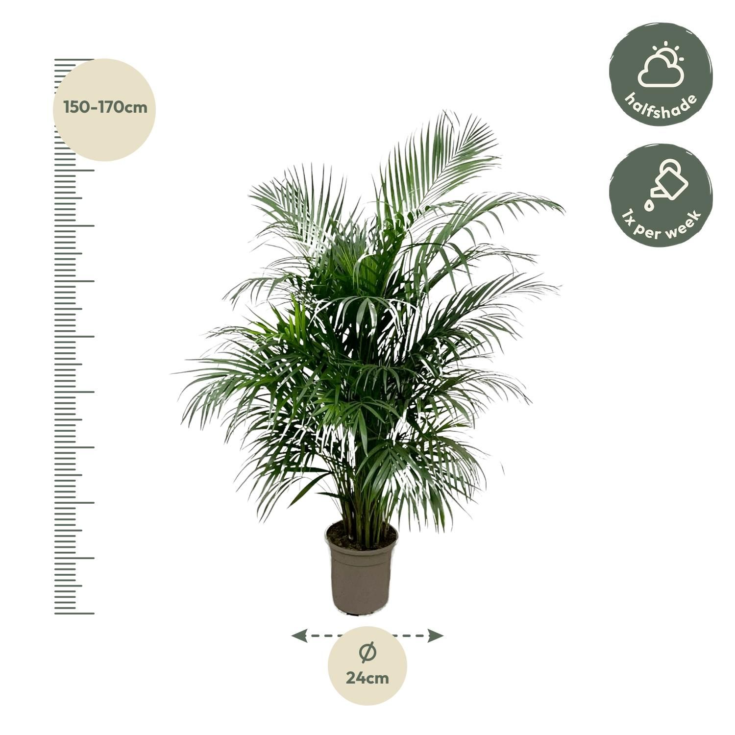 Dypsis Lutescens (Areca palm) 150 cm - ø24 (8721055693185)