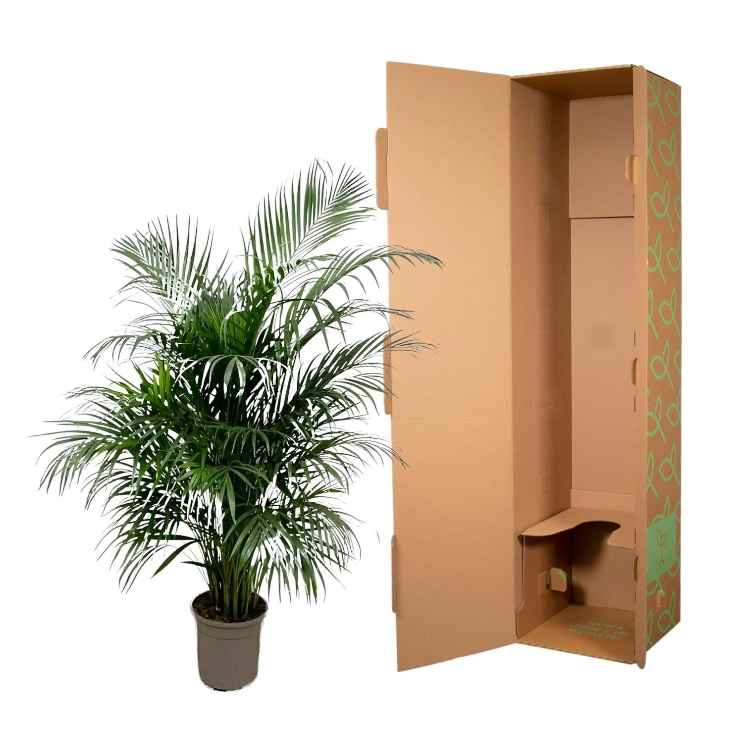 Dypsis Lutescens (Areca palm) 150 cm - ø24 (8721055693185)
